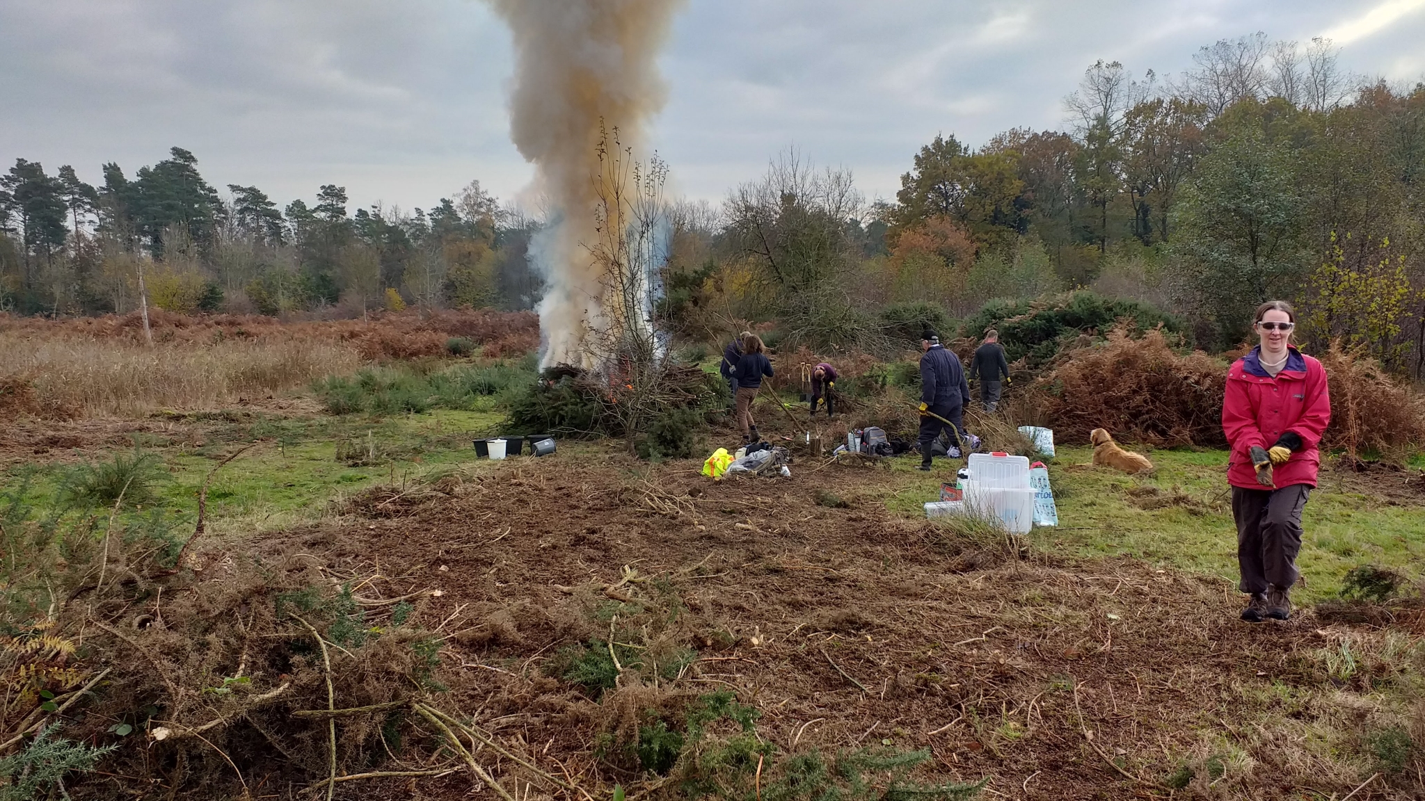 A photo from the FoTF Conservation Event - November 2019 - Gorse Clearance at Hockham Hills & Holes : Volunteers stack Gorse onto a controlled fire