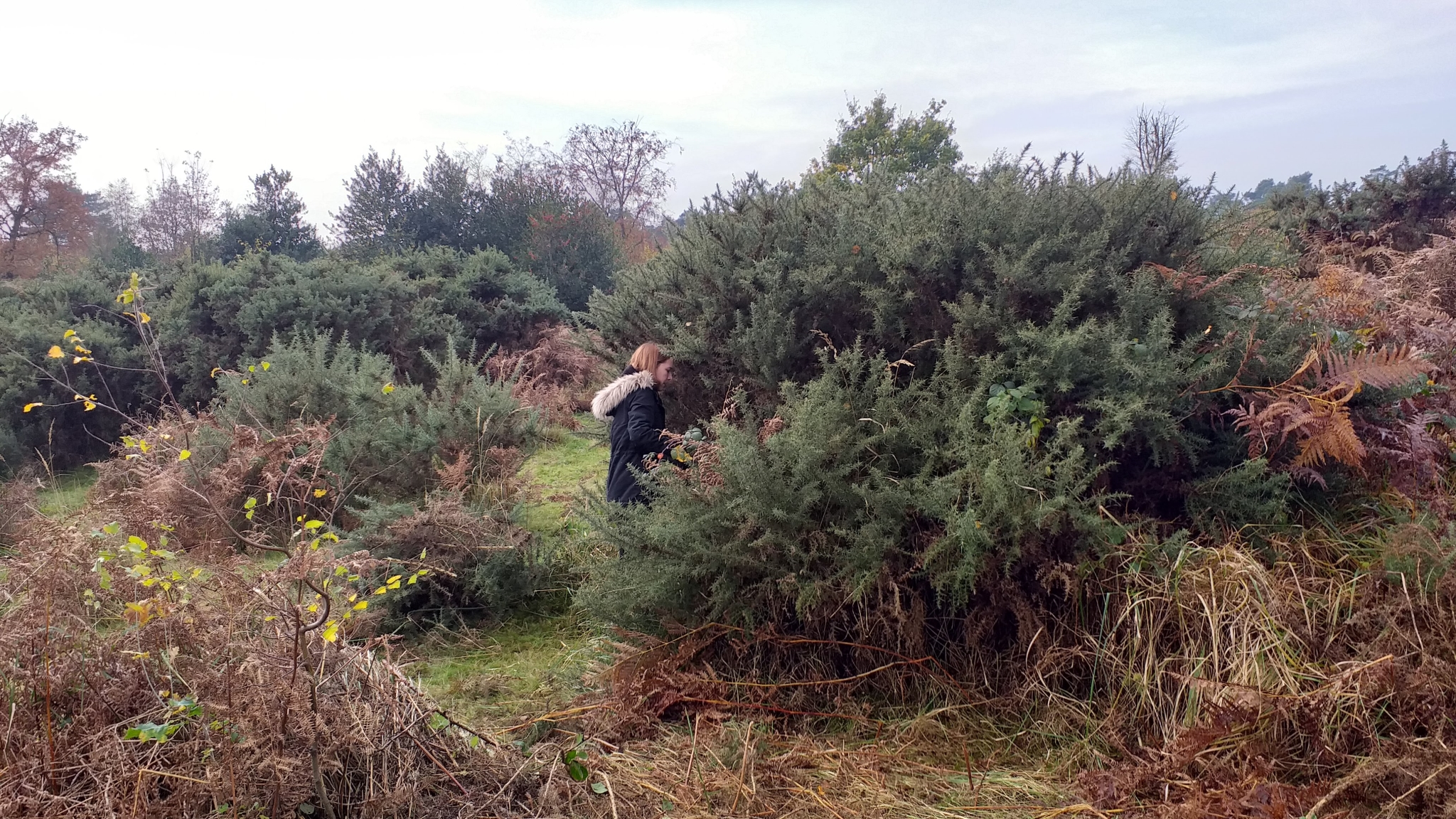 A photo from the FoTF Conservation Event - November 2019 - Gorse Clearance at Hockham Hills & Holes : A volunteer tackles a Gorse bush