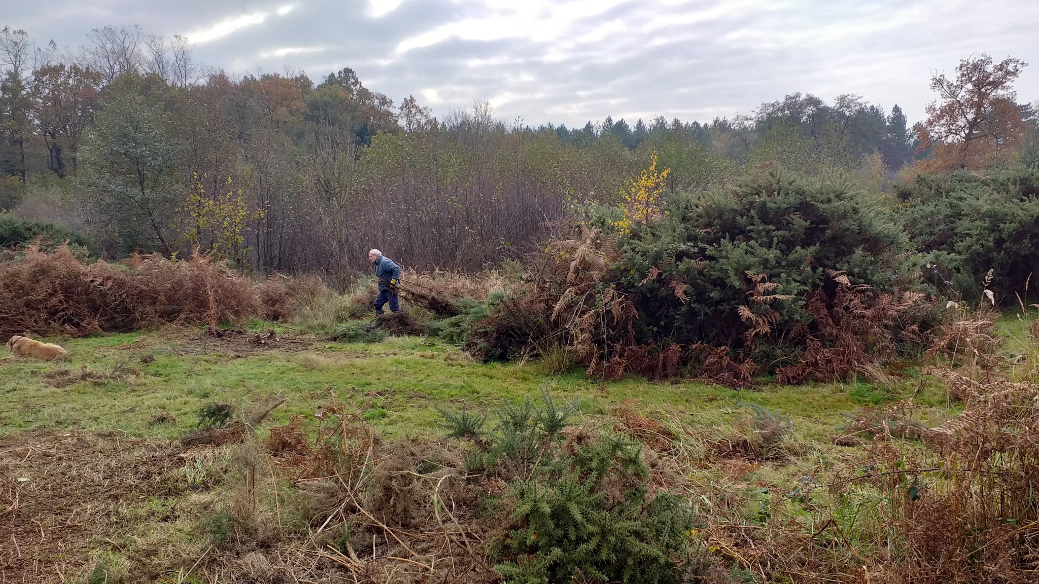 A photo from the FoTF Conservation Event - November 2019 - Gorse Clearance at Hockham Hills & Holes : A volunteer drags Gorse branches