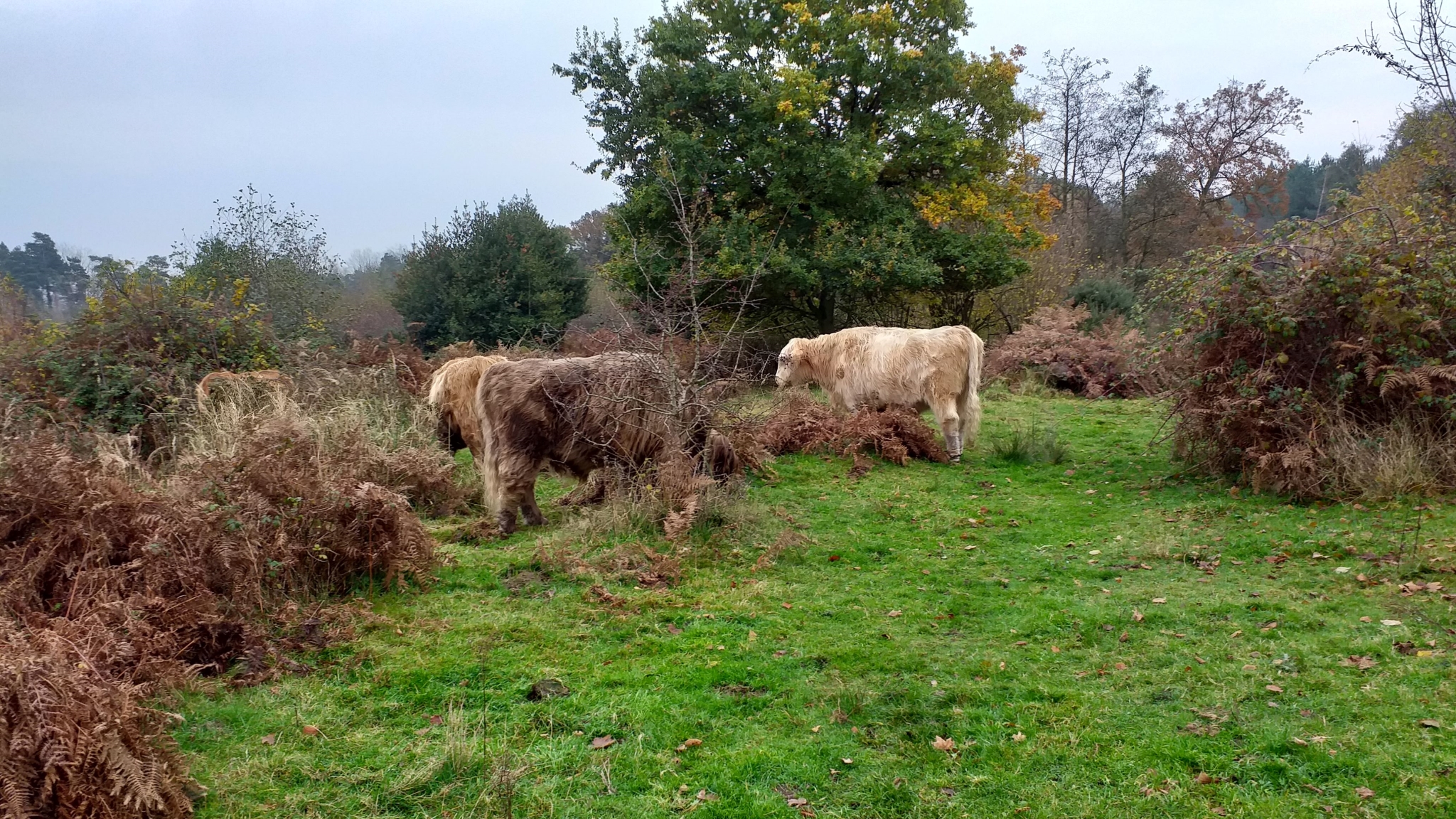 A photo from the FoTF Conservation Event - November 2019 - Gorse Clearance at Hockham Hills & Holes : Cows!