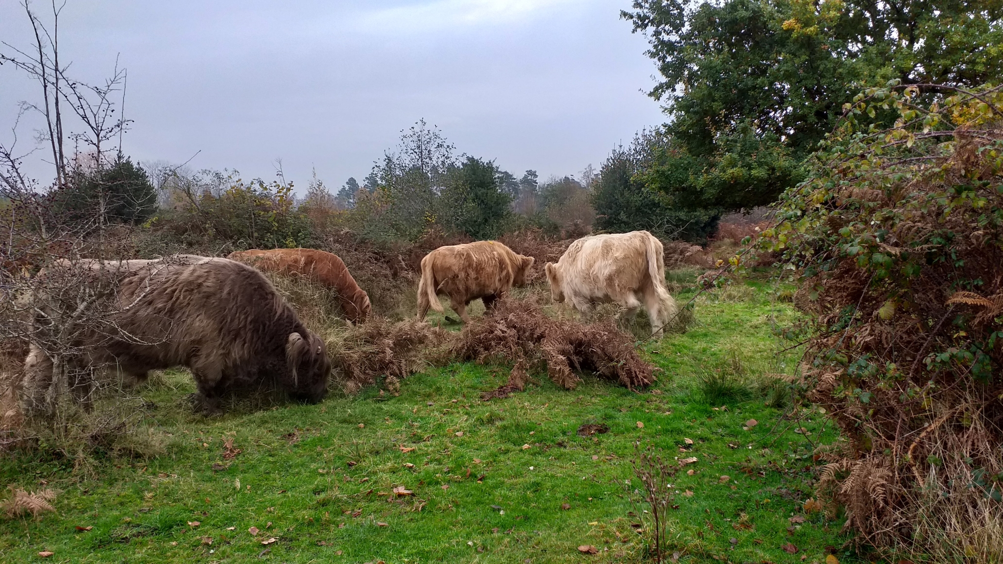 A photo from the FoTF Conservation Event - November 2019 - Gorse Clearance at Hockham Hills & Holes : Even more cows!