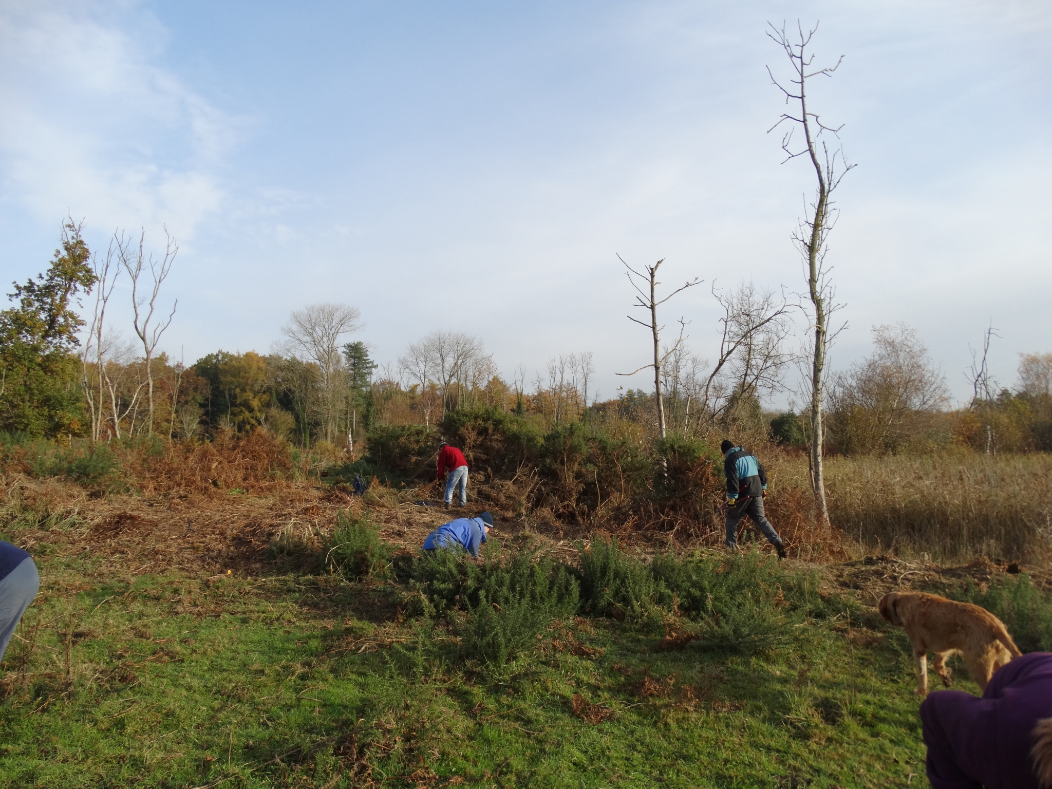 A photo from the FoTF Conservation Event - November 2019 - Gorse Clearance at Hockham Hills & Holes : Volunteer tackle a Gorse bush