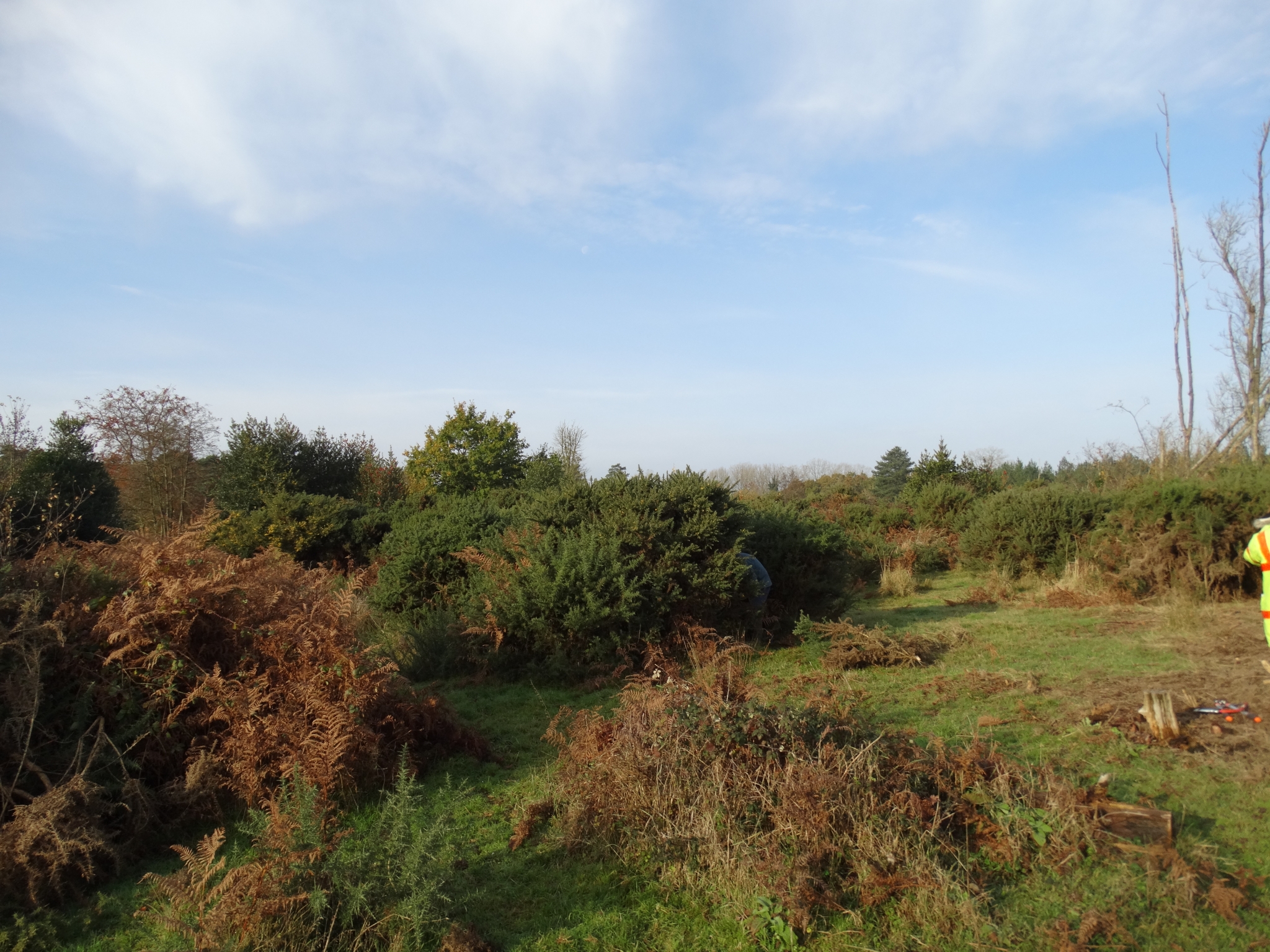 A photo from the FoTF Conservation Event - November 2019 - Gorse Clearance at Hockham Hills & Holes : A Gorse bush