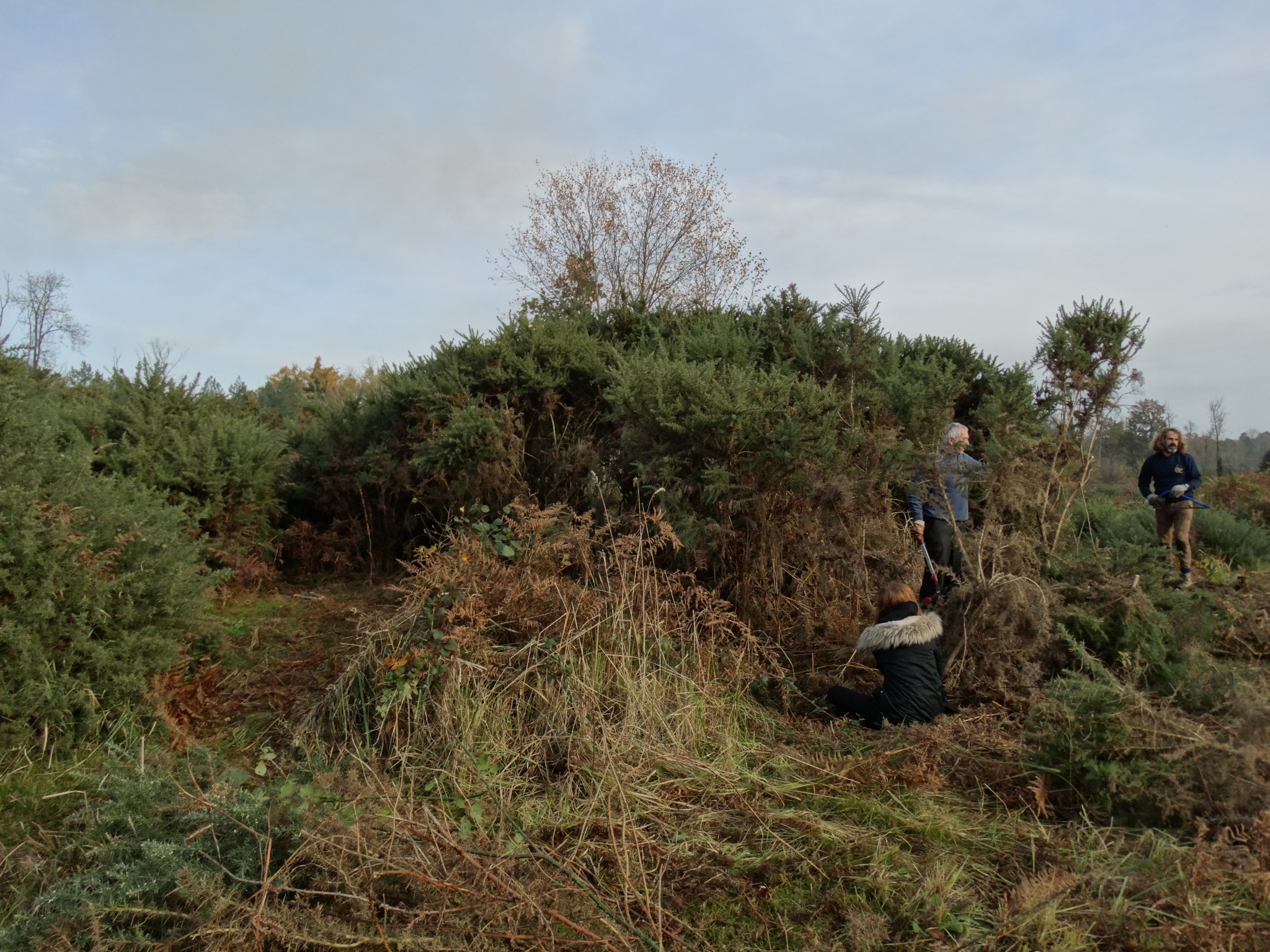 A photo from the FoTF Conservation Event - November 2019 - Gorse Clearance at Hockham Hills & Holes : Volunteer tackle a Gorse bush