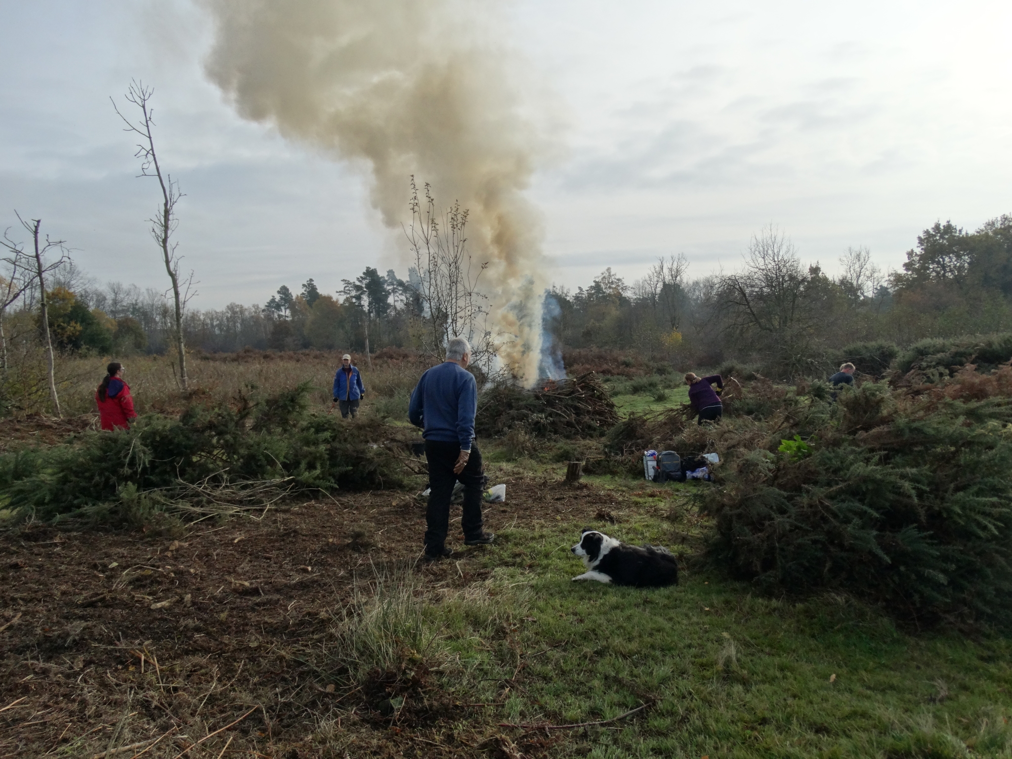 A photo from the FoTF Conservation Event - November 2019 - Gorse Clearance at Hockham Hills & Holes : Volunteer gather Gorse branches to place on the fire