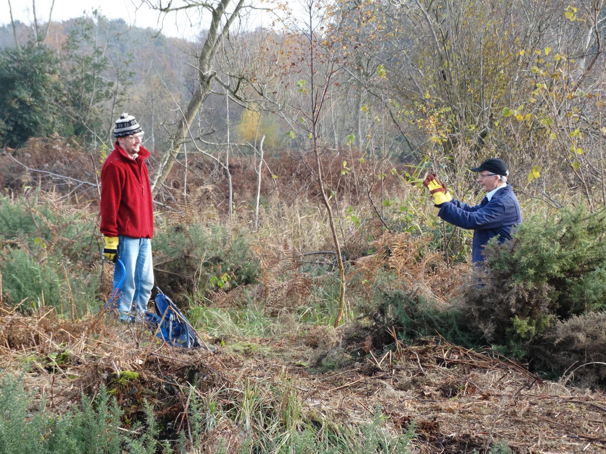 A photo from the FoTF Conservation Event - November 2019 - Gorse Clearance at Hockham Hills & Holes : Volunteers at the work site