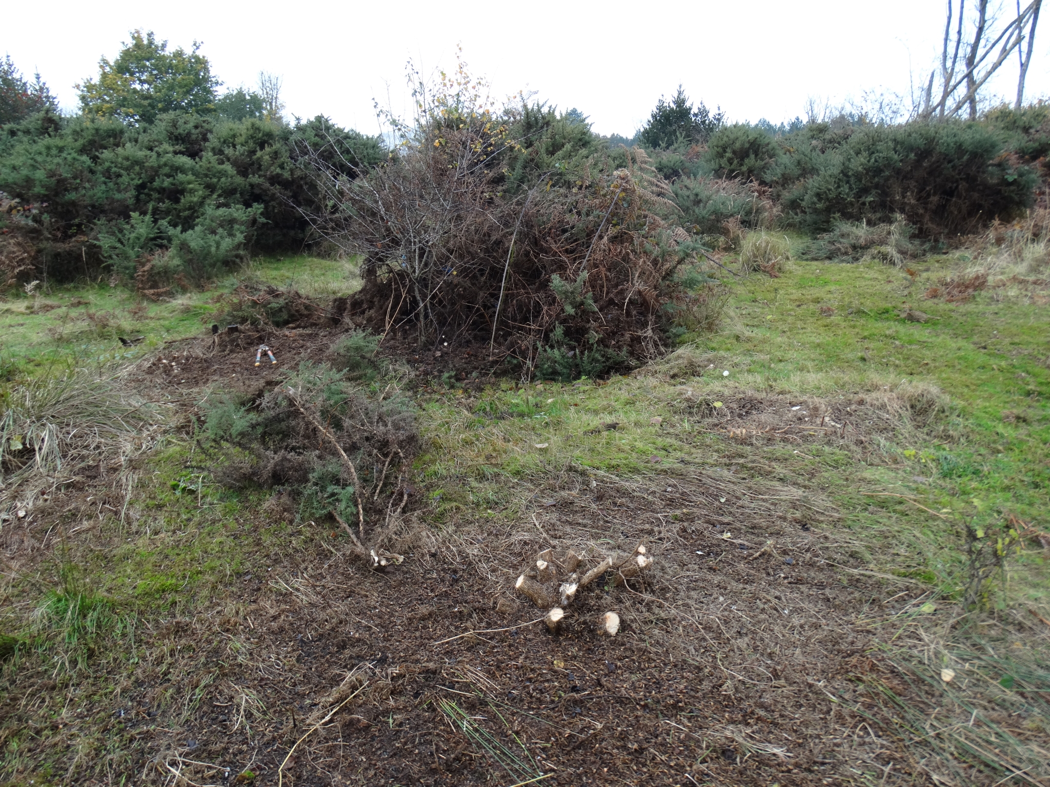 A photo from the FoTF Conservation Event - November 2019 - Gorse Clearance at Hockham Hills & Holes : An area cleared of Gorse by volunteers