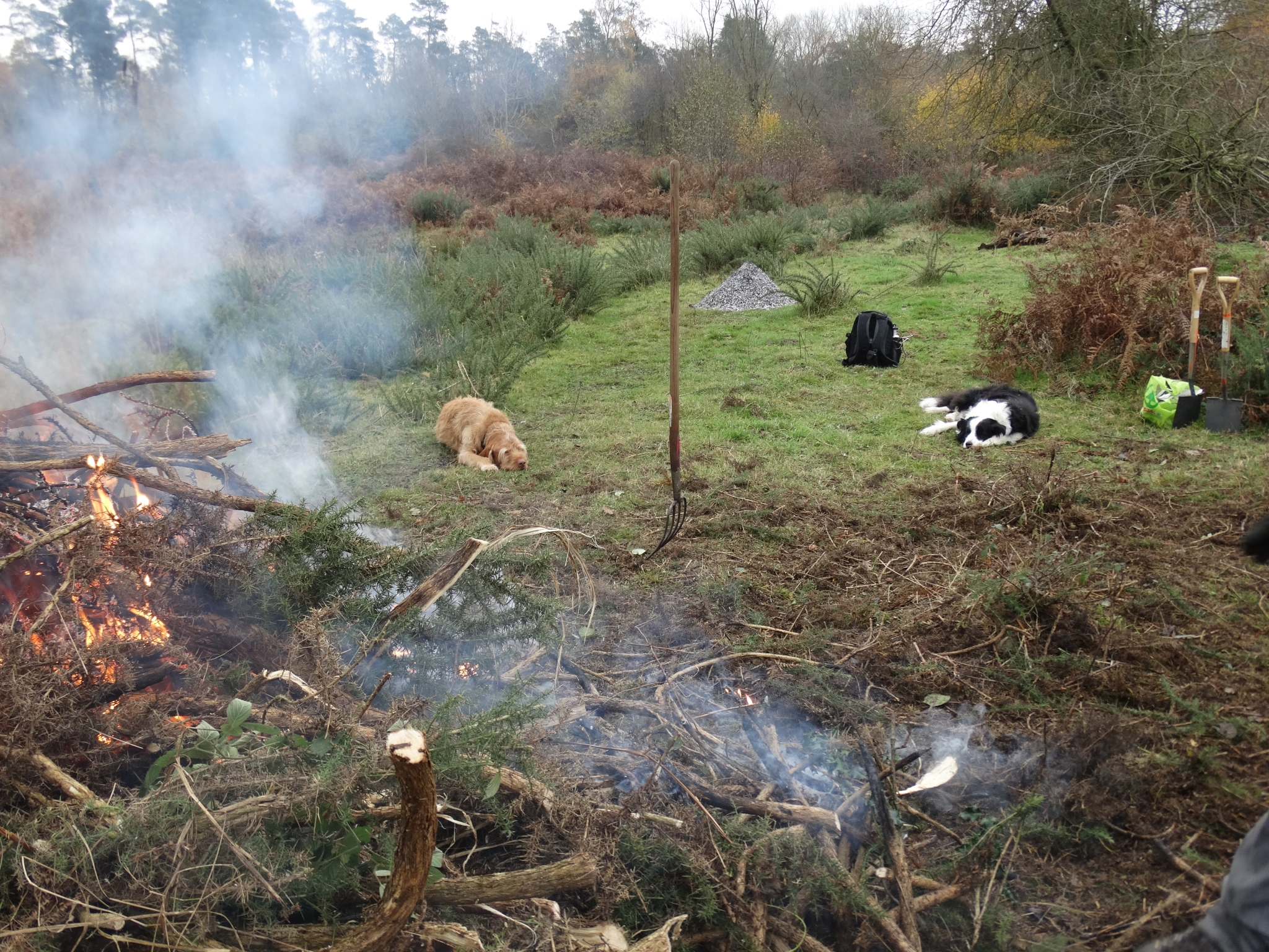 A photo from the FoTF Conservation Event - November 2019 - Gorse Clearance at Hockham Hills & Holes : 2 Fire officer dogs watch over the fire