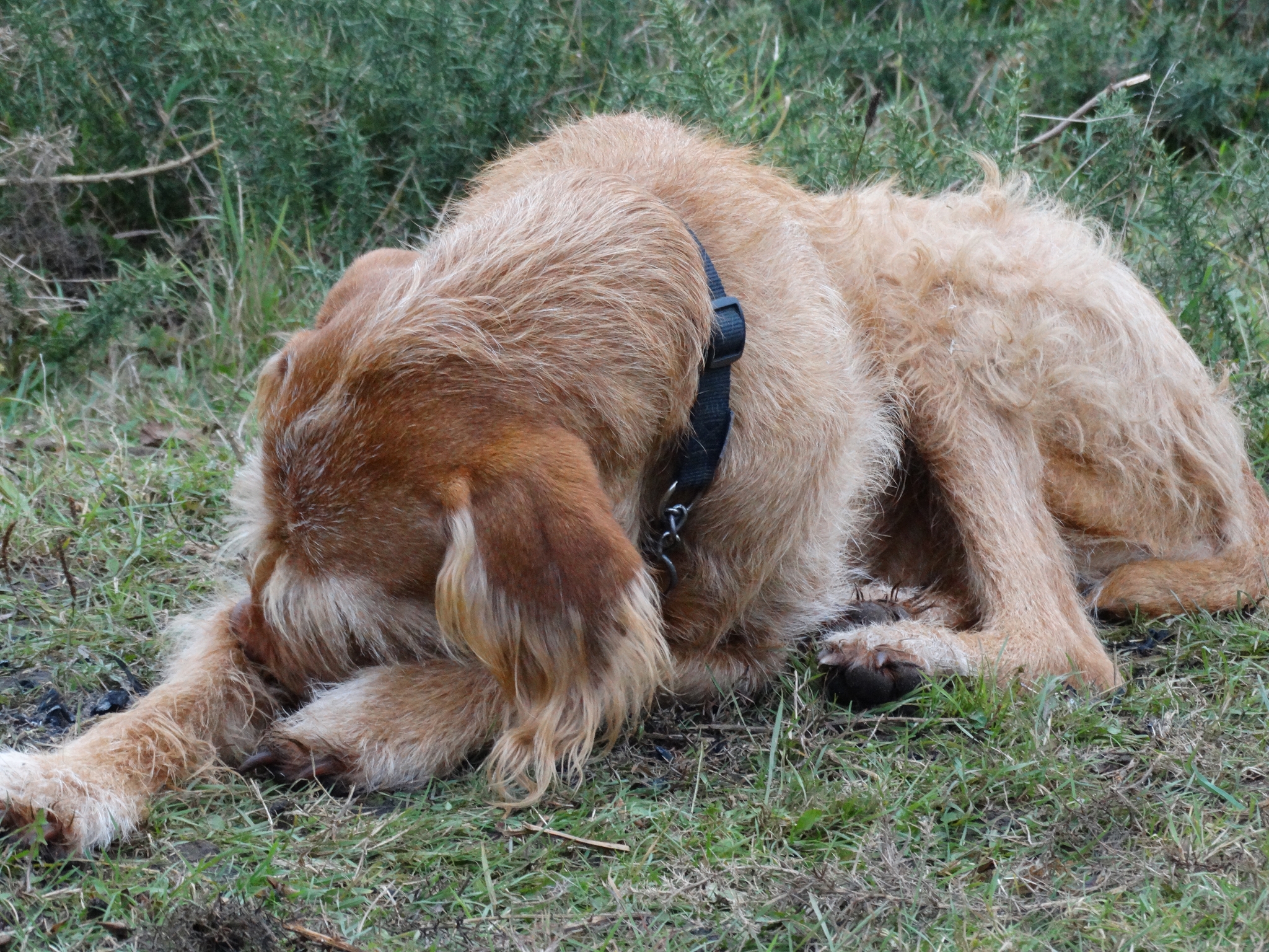A photo from the FoTF Conservation Event - November 2019 - Gorse Clearance at Hockham Hills & Holes : One very tired dog