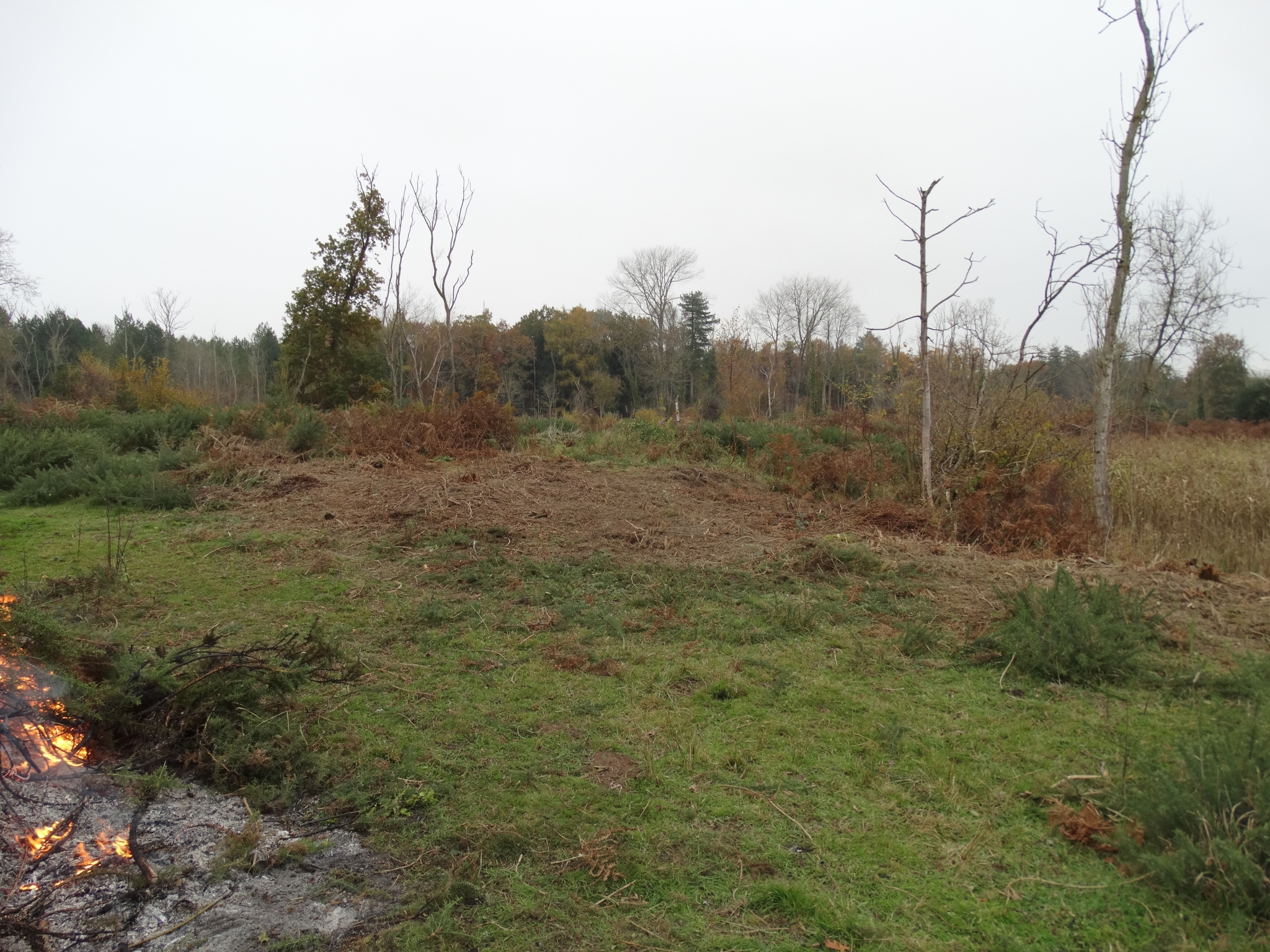 A photo from the FoTF Conservation Event - November 2019 - Gorse Clearance at Hockham Hills & Holes : An area cleared of Gorse by volunteers, with the fire just visible