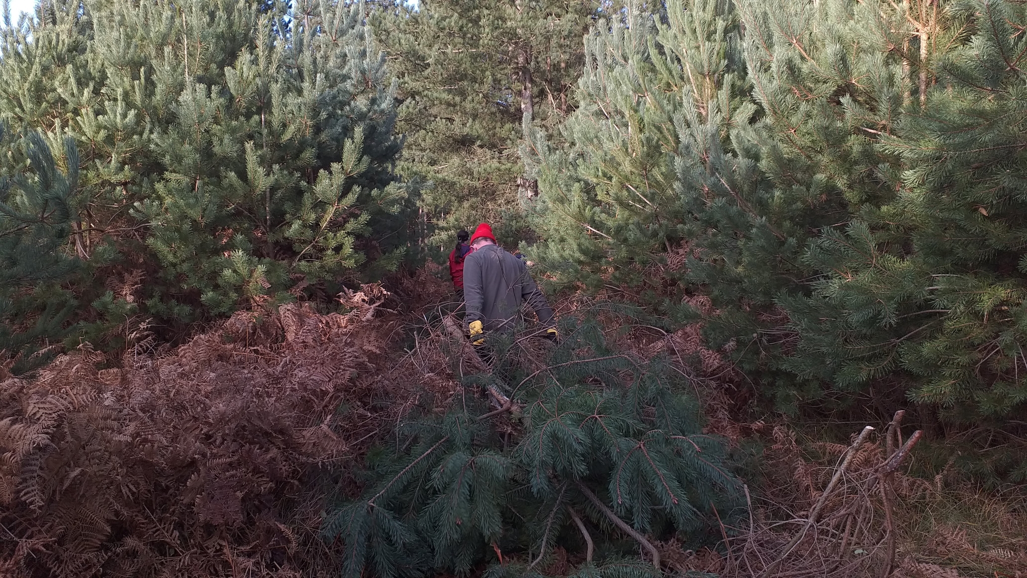 A photo from the FoTF Conservation Event - December 2019 - Self Seeded Pine Tree Removal on the Goshawk Trail : A volunteers drags a removed pine tree away