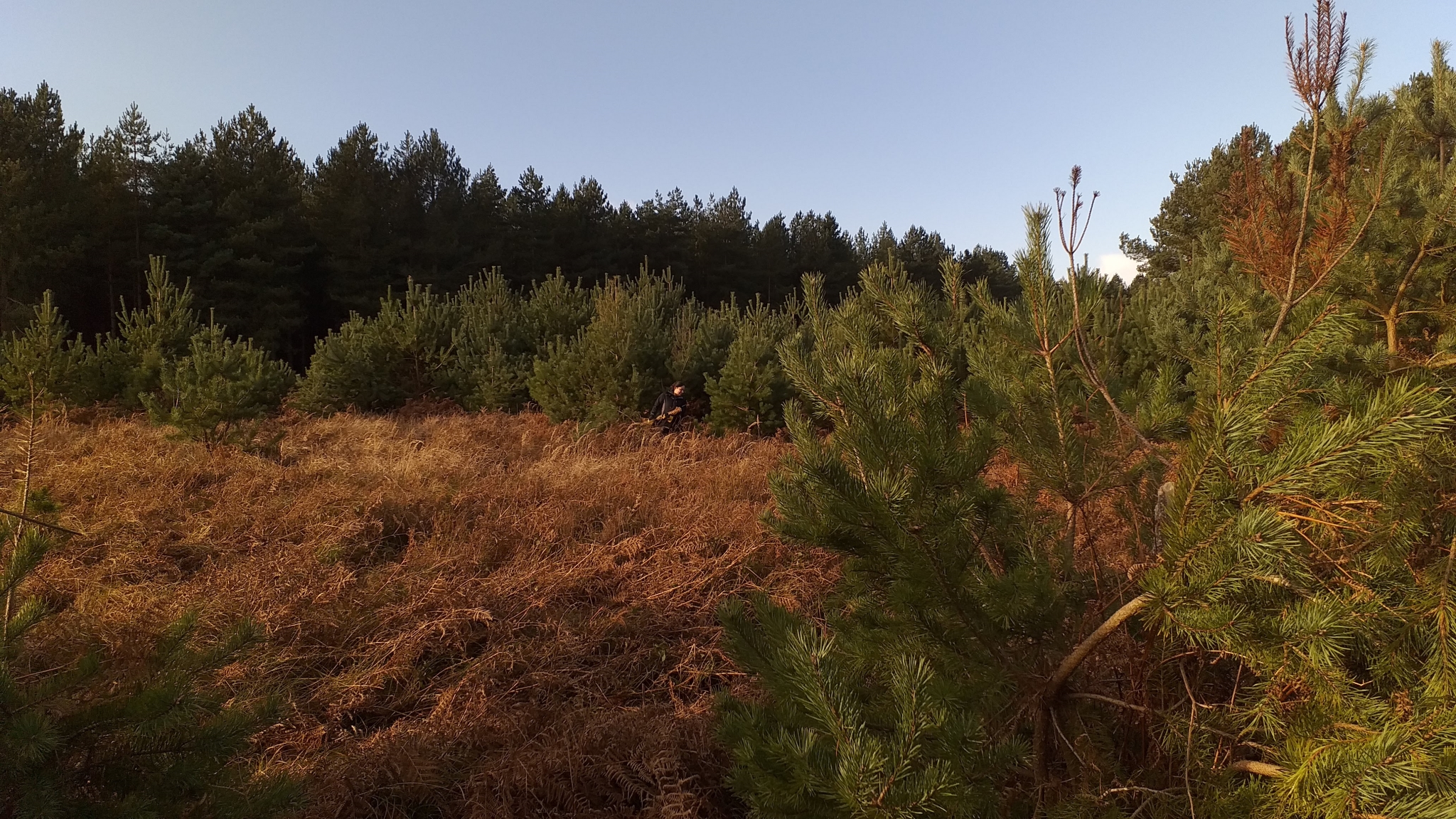 A photo from the FoTF Conservation Event - December 2019 - Self Seeded Pine Tree Removal on the Goshawk Trail : A view from the Goshwak Trail