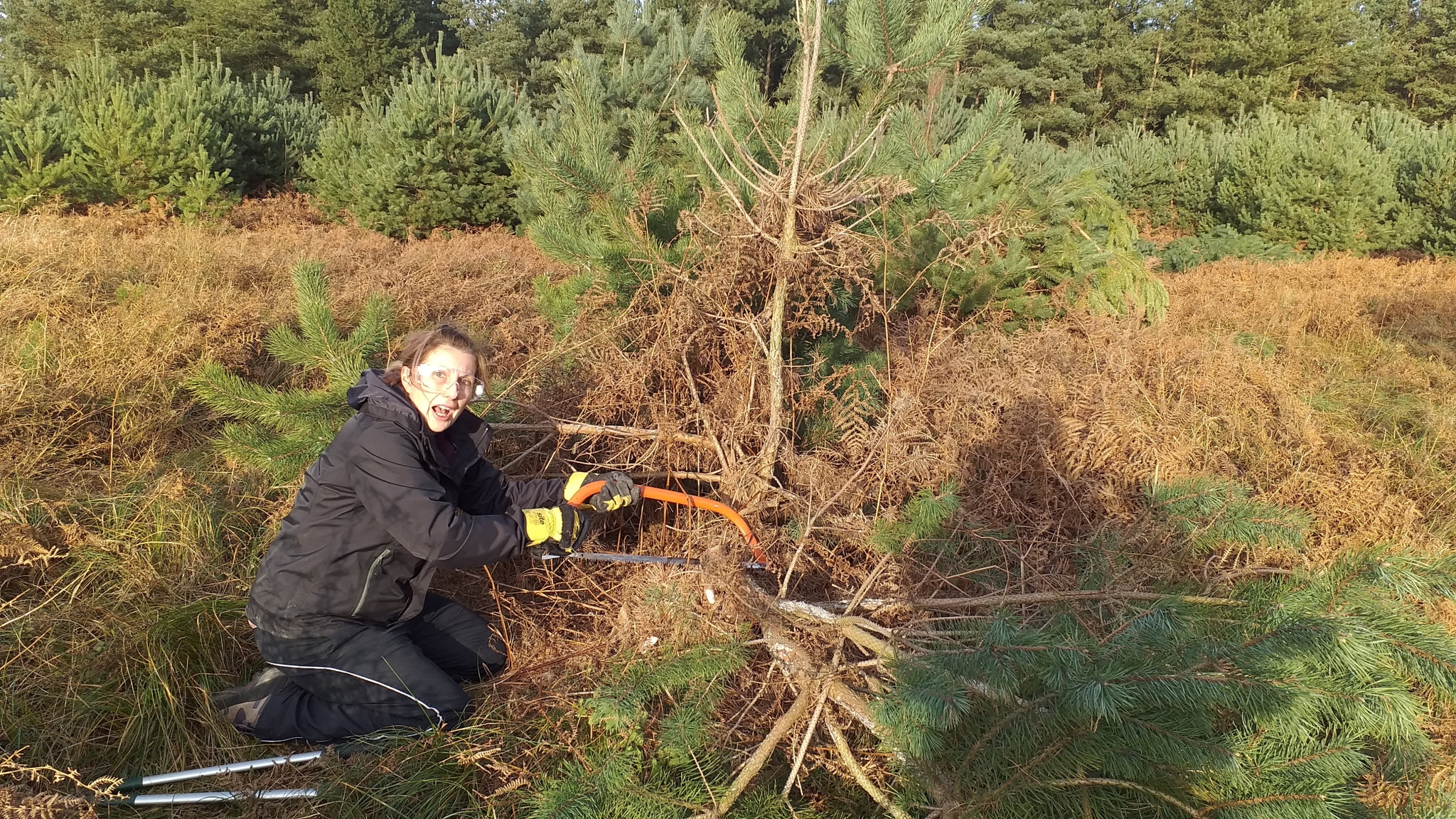 A photo from the FoTF Conservation Event - December 2019 - Self Seeded Pine Tree Removal on the Goshawk Trail : A volunteers cuts down a pine tree with a saw