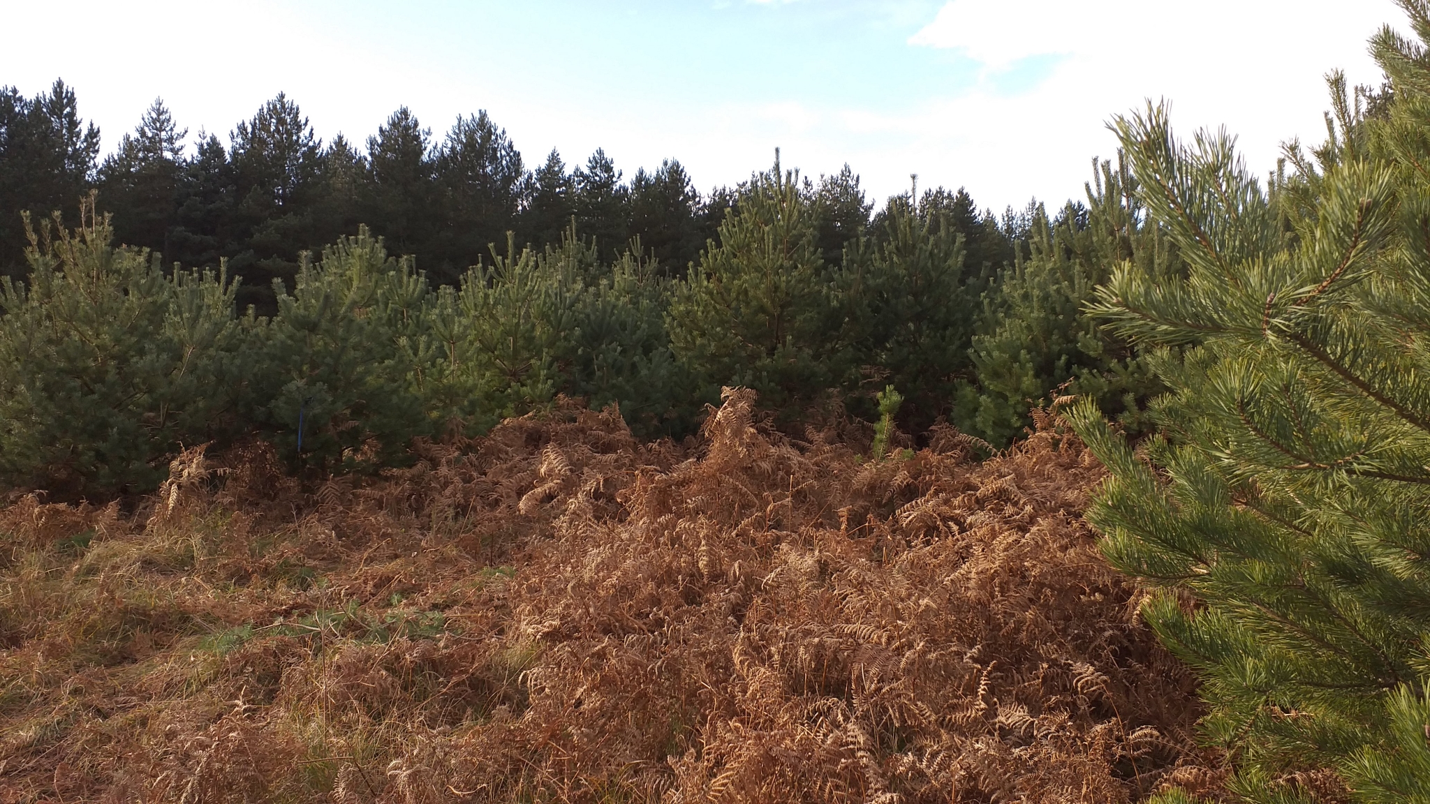 A photo from the FoTF Conservation Event - December 2019 - Self Seeded Pine Tree Removal on the Goshawk Trail : A view from the Goshwak Trail