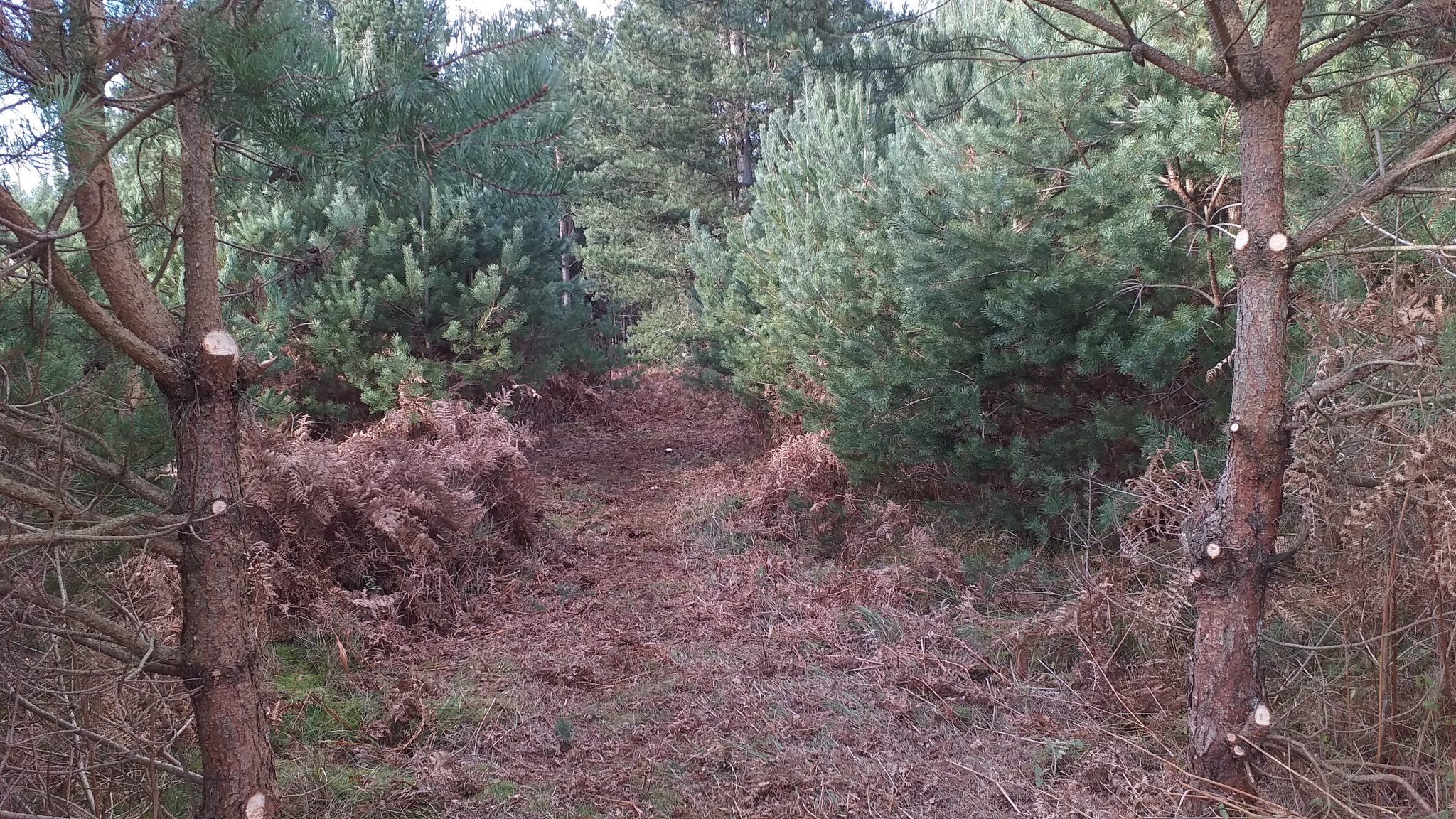 A photo from the FoTF Conservation Event - December 2019 - Self Seeded Pine Tree Removal on the Goshawk Trail : A photo showing the work undertaken by the volunteers