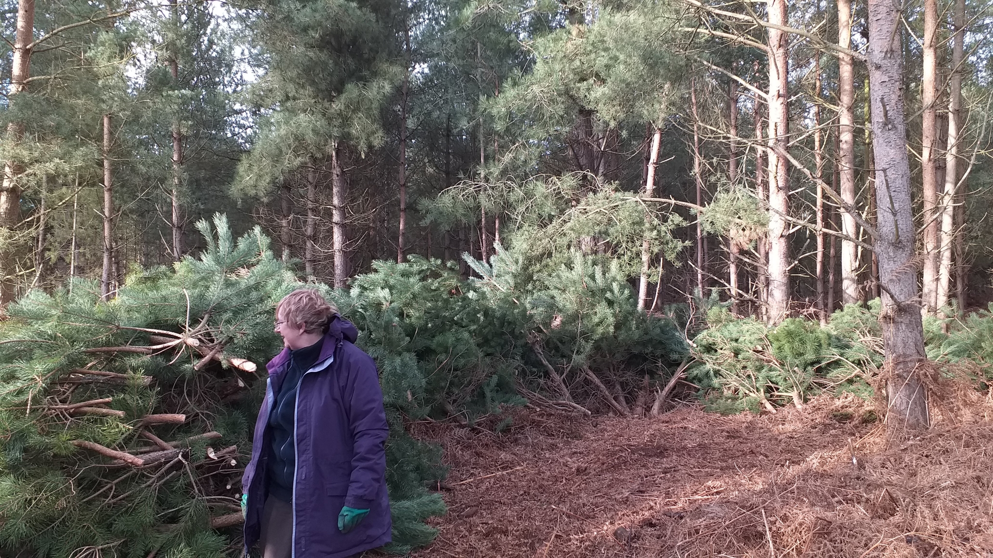 A photo from the FoTF Conservation Event - December 2019 - Self Seeded Pine Tree Removal on the Goshawk Trail : A volunteers stands in front off a large pile of removed pine trees