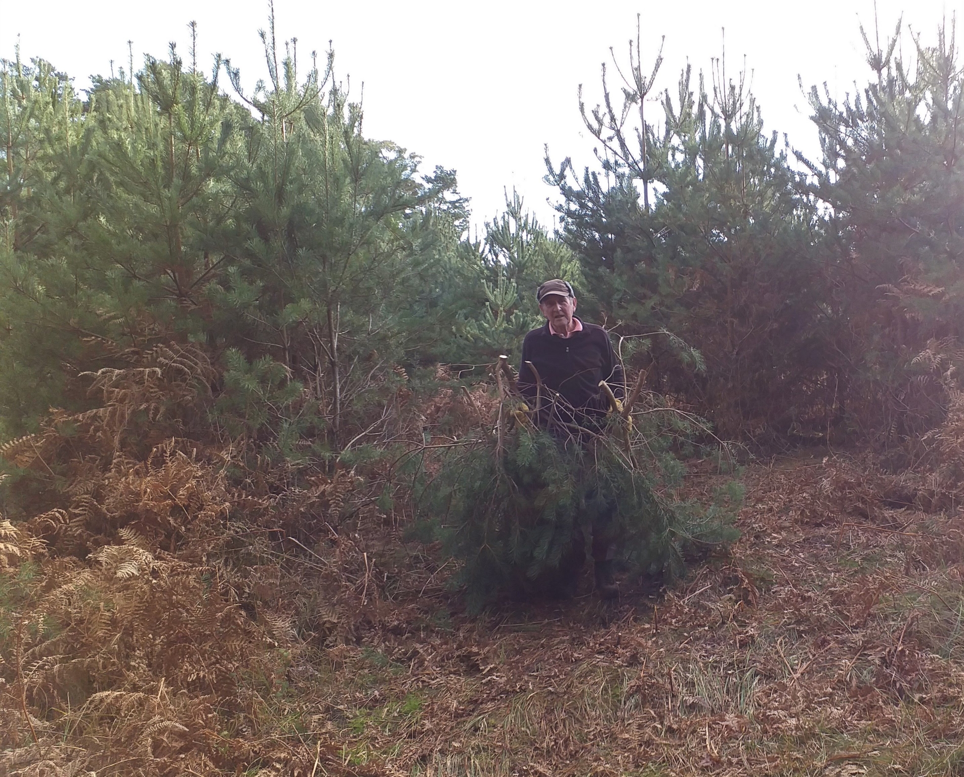 A photo from the FoTF Conservation Event - December 2019 - Self Seeded Pine Tree Removal on the Goshawk Trail : A volunteers drags a removed pine tree away
