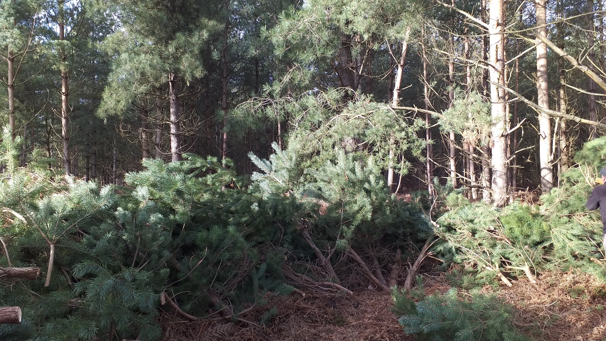 A photo from the FoTF Conservation Event - December 2019 - Self Seeded Pine Tree Removal on the Goshawk Trail : A large pile of removed pine trees