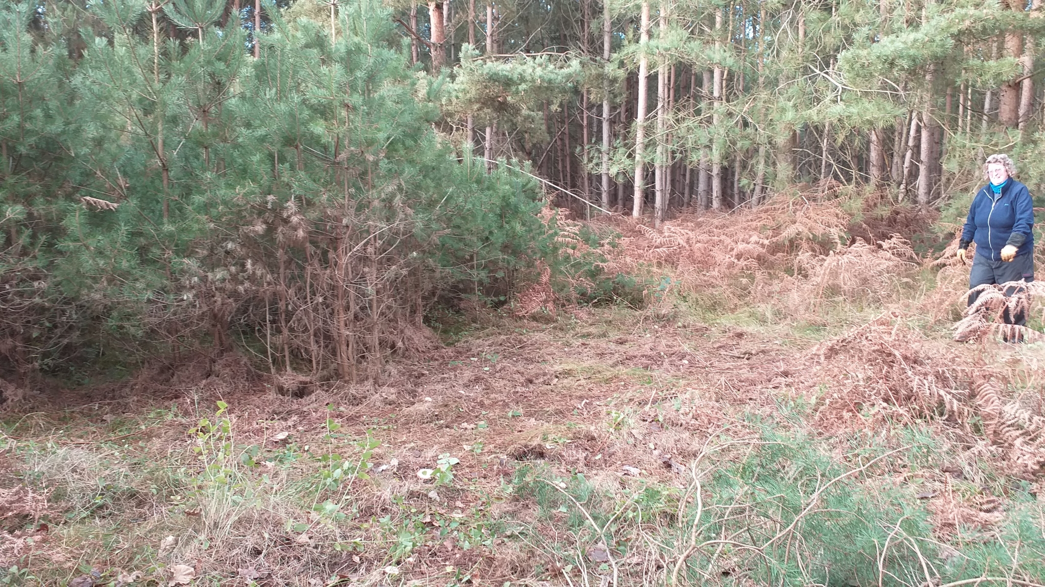 A photo from the FoTF Conservation Event - December 2019 - Self Seeded Pine Tree Removal on the Goshawk Trail : A volunteers walks into shot at the work site