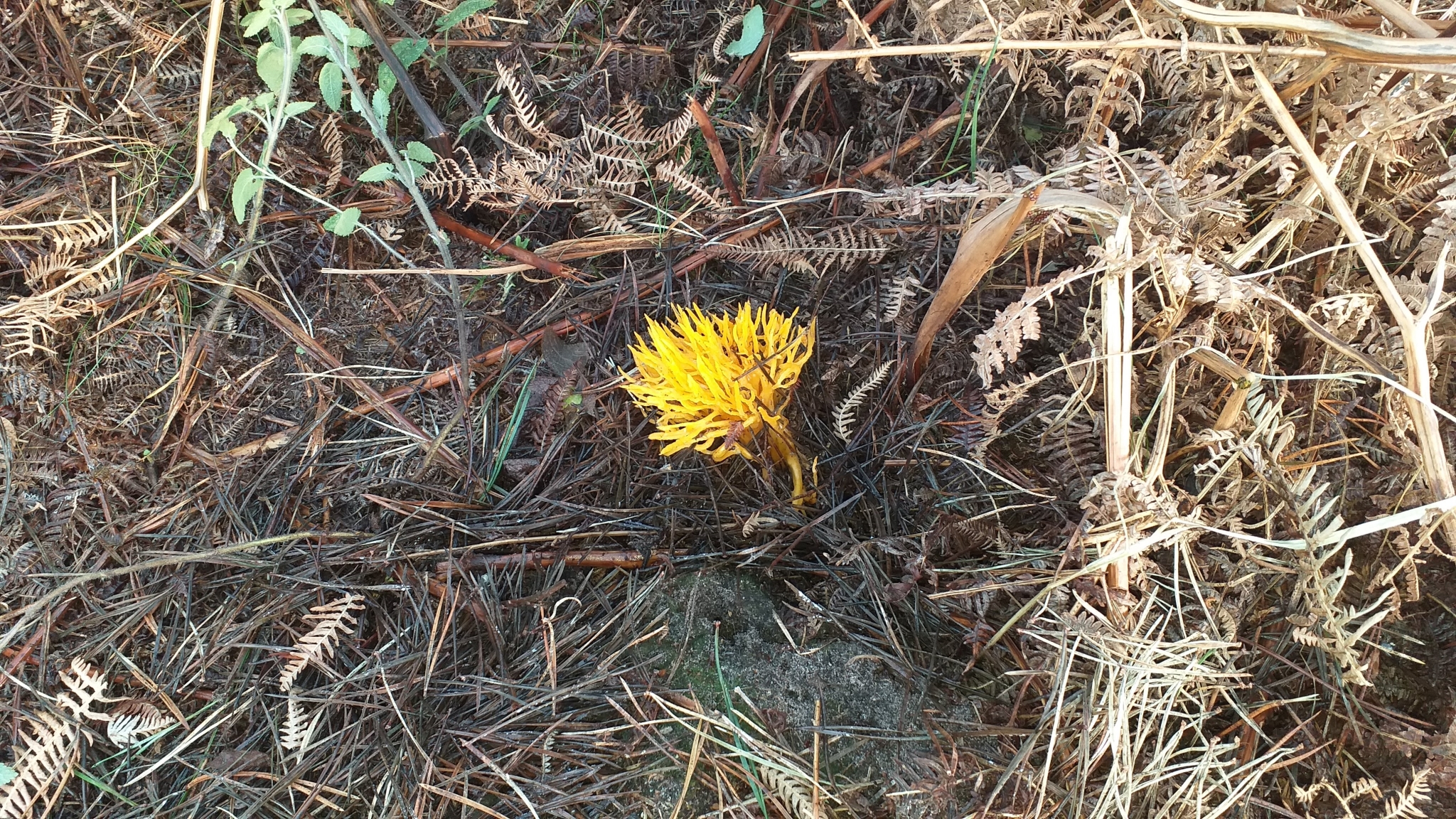 A photo from the FoTF Conservation Event - December 2019 - Self Seeded Pine Tree Removal on the Goshawk Trail : A flower on the Goshawk Trail