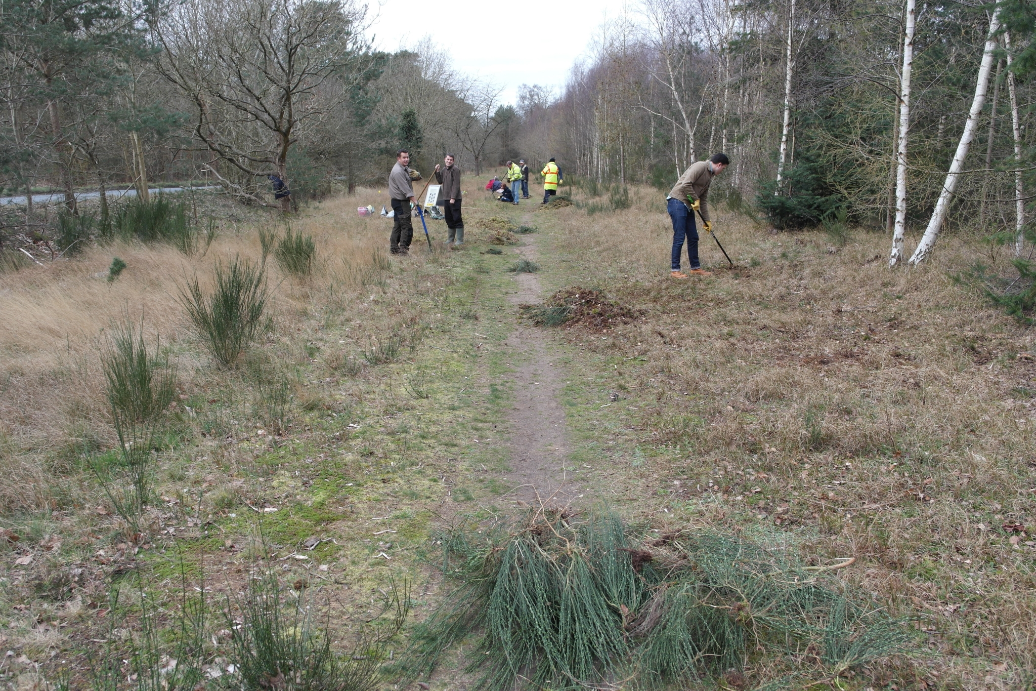 A photo from the FoTF Conservation Event - March 2020 - Habitat Improvement at Quakers Walk, Mildenhall Woods : Volunteers at work improving the habitat