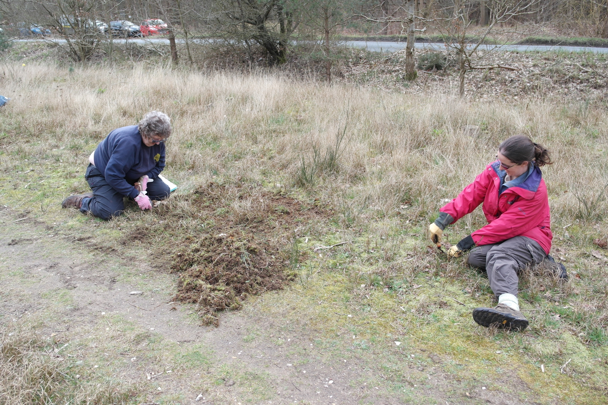 A photo from the FoTF Conservation Event - March 2020 - Habitat Improvement at Quakers Walk, Mildenhall Woods : A volunteer rakes the moss, while the in the background more volunteers are at work improving the habitat