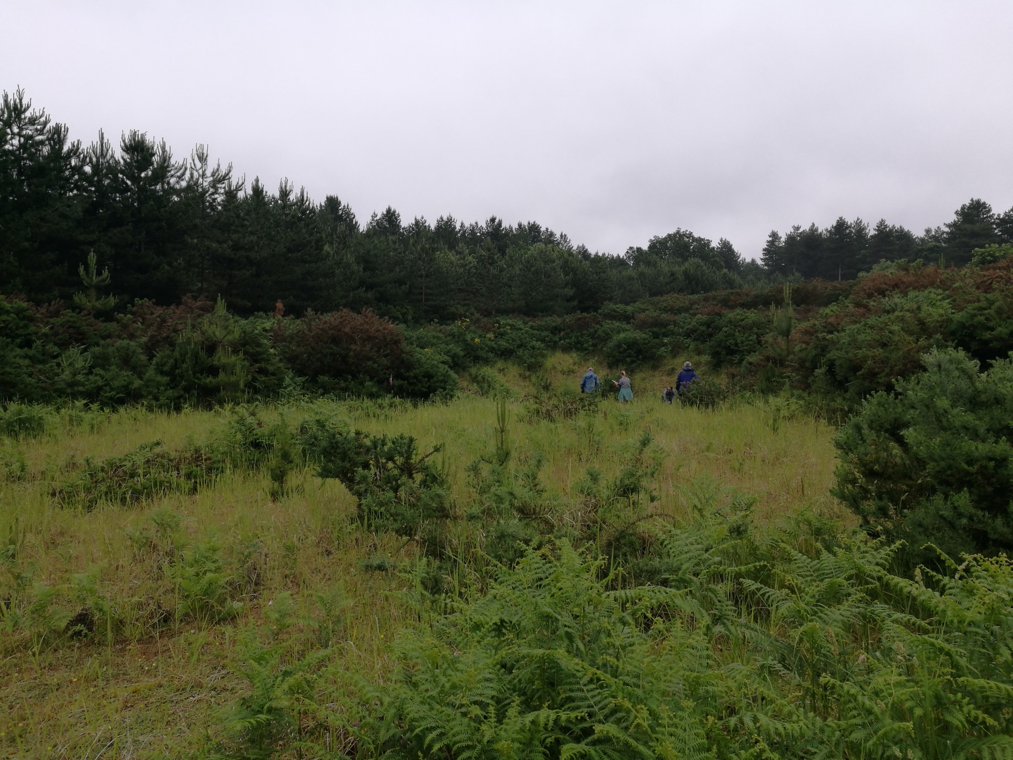 A photo from the FoTF Conservation Event - June 2021 - Brash Clearance at Mildenhall Mugwort Pit : A shot of across Mildenhall Mugwort Pit with volunteers seen in the background working in the pit