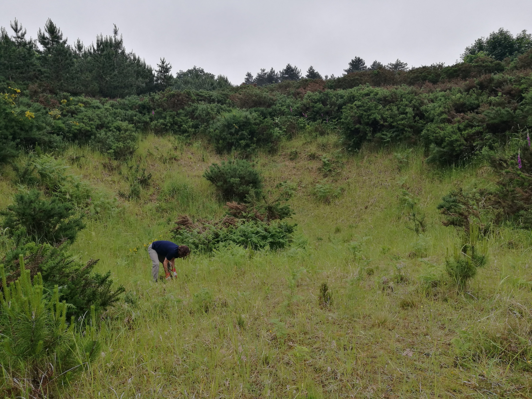 A photo from the FoTF Conservation Event - June 2021 - Brash Clearance at Mildenhall Mugwort Pit : A volunteer works in Mildenhall Mugwort Pit
