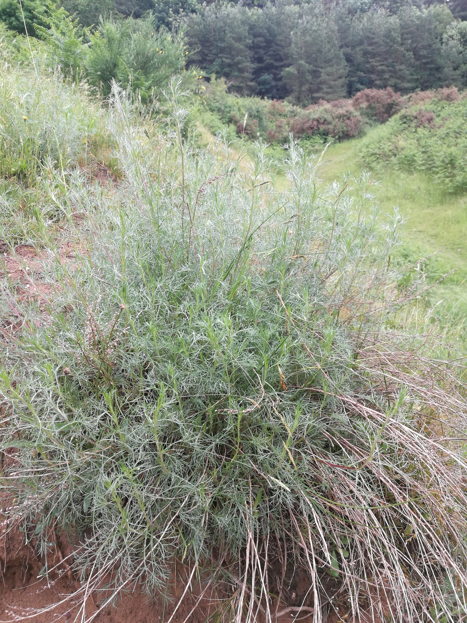 A photo from the FoTF Conservation Event - June 2021 - Brash Clearance at Mildenhall Mugwort Pit : A shot of a plant at Mildenhall Mugwort Pit