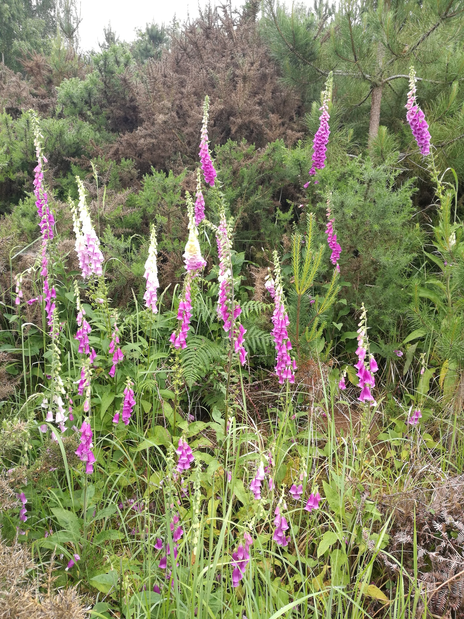 A photo from the FoTF Conservation Event - June 2021 - Brash Clearance at Mildenhall Mugwort Pit : A shot of a plant at Mildenhall Mugwort Pit