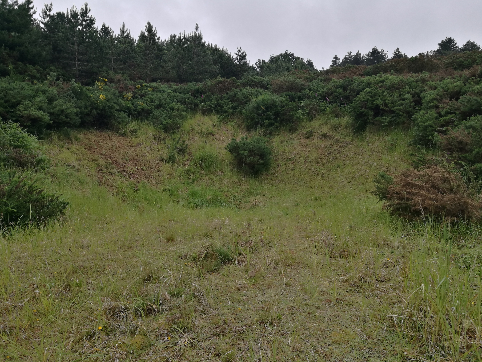 A photo from the FoTF Conservation Event - June 2021 - Brash Clearance at Mildenhall Mugwort Pit : A shot of one of the slopes of Mildenhall Mugwort Pit