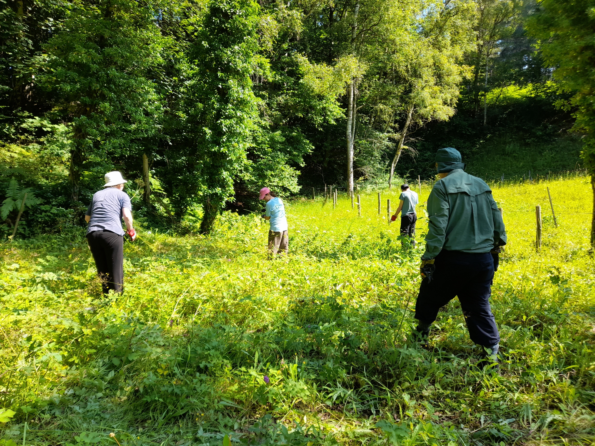 A photo from the FoTF Conservation Event - July 2021 - Maintenance tasks at Rex Graham Reserve : Volunteers, with their backs to the camera, work away in the reserve
