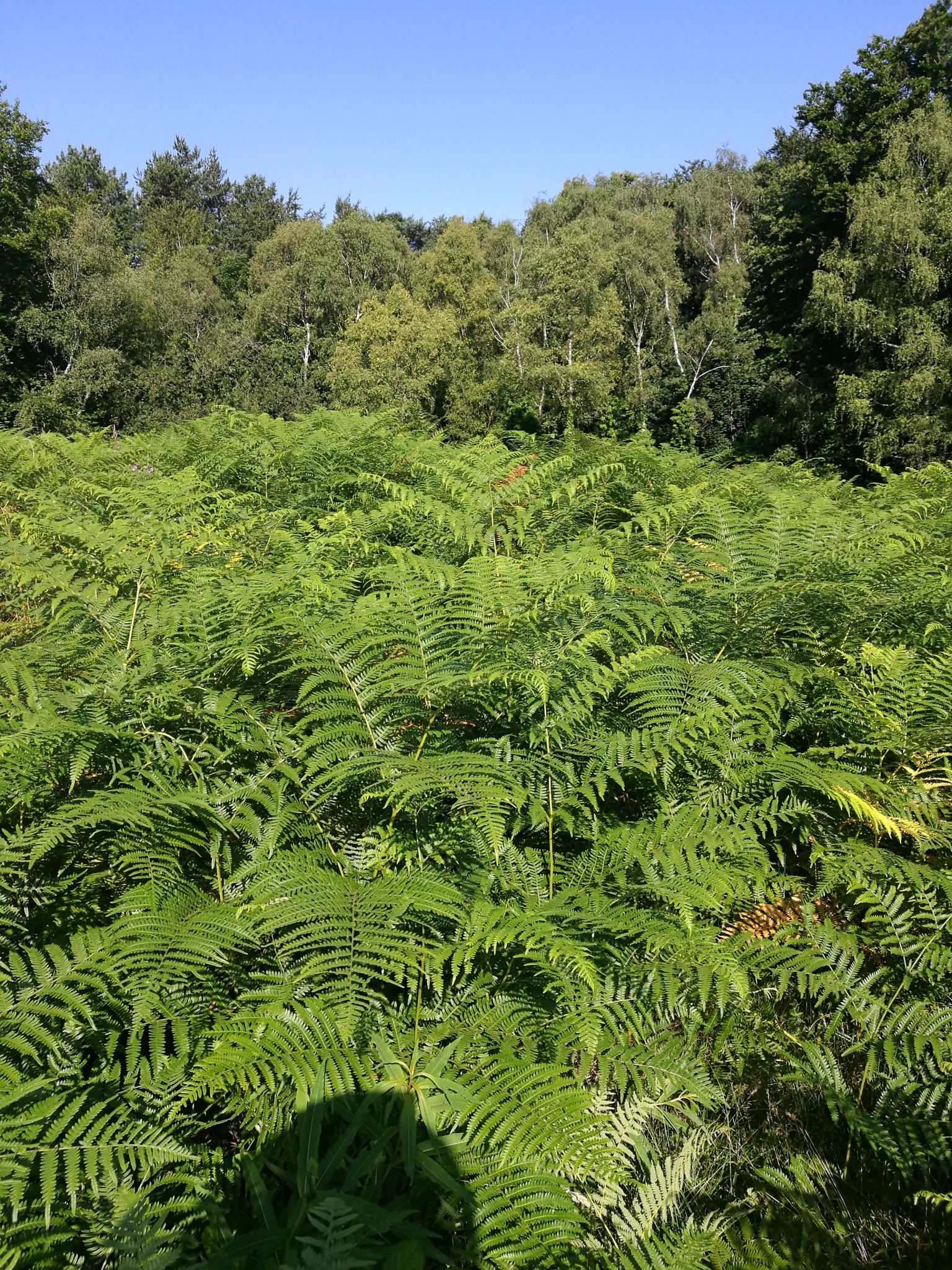 A photo from the FoTF Conservation Event - July 2021 - Maintenance tasks at Rex Graham Reserve : A shot of tall Bracken plants with a line of trees in the background