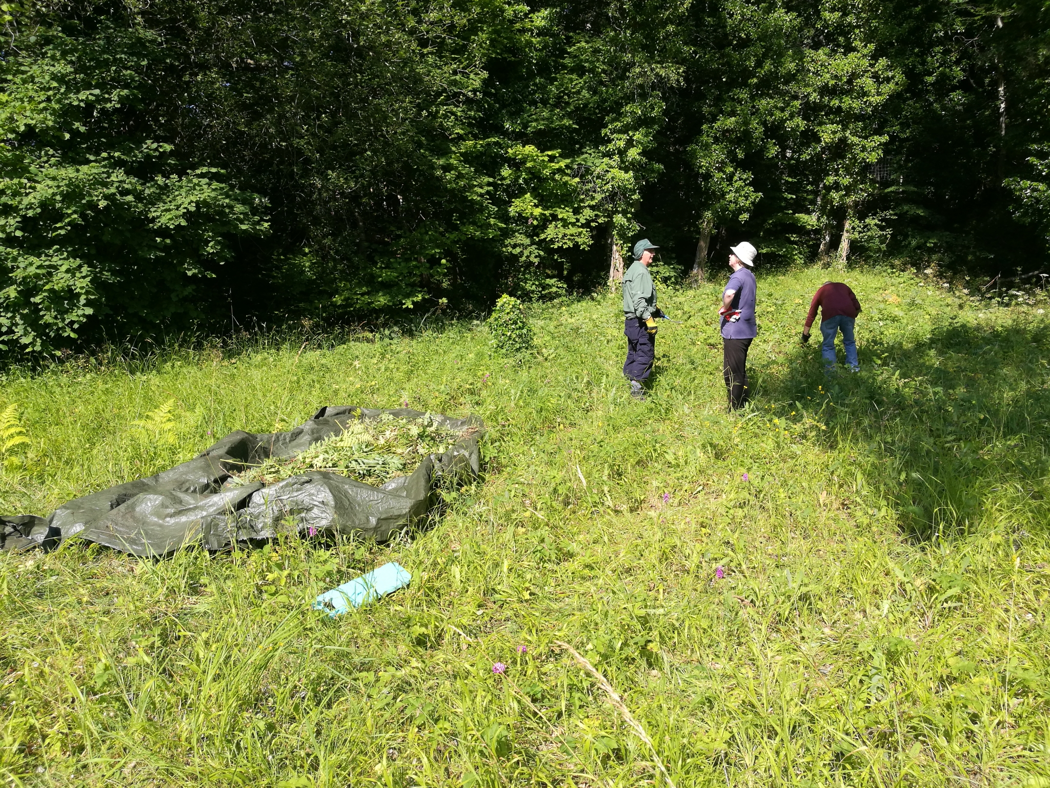 A photo from the FoTF Conservation Event - July 2021 - Maintenance tasks at Rex Graham Reserve : A large pile of removed weeds lie on a sheet, with volunteers working in the background