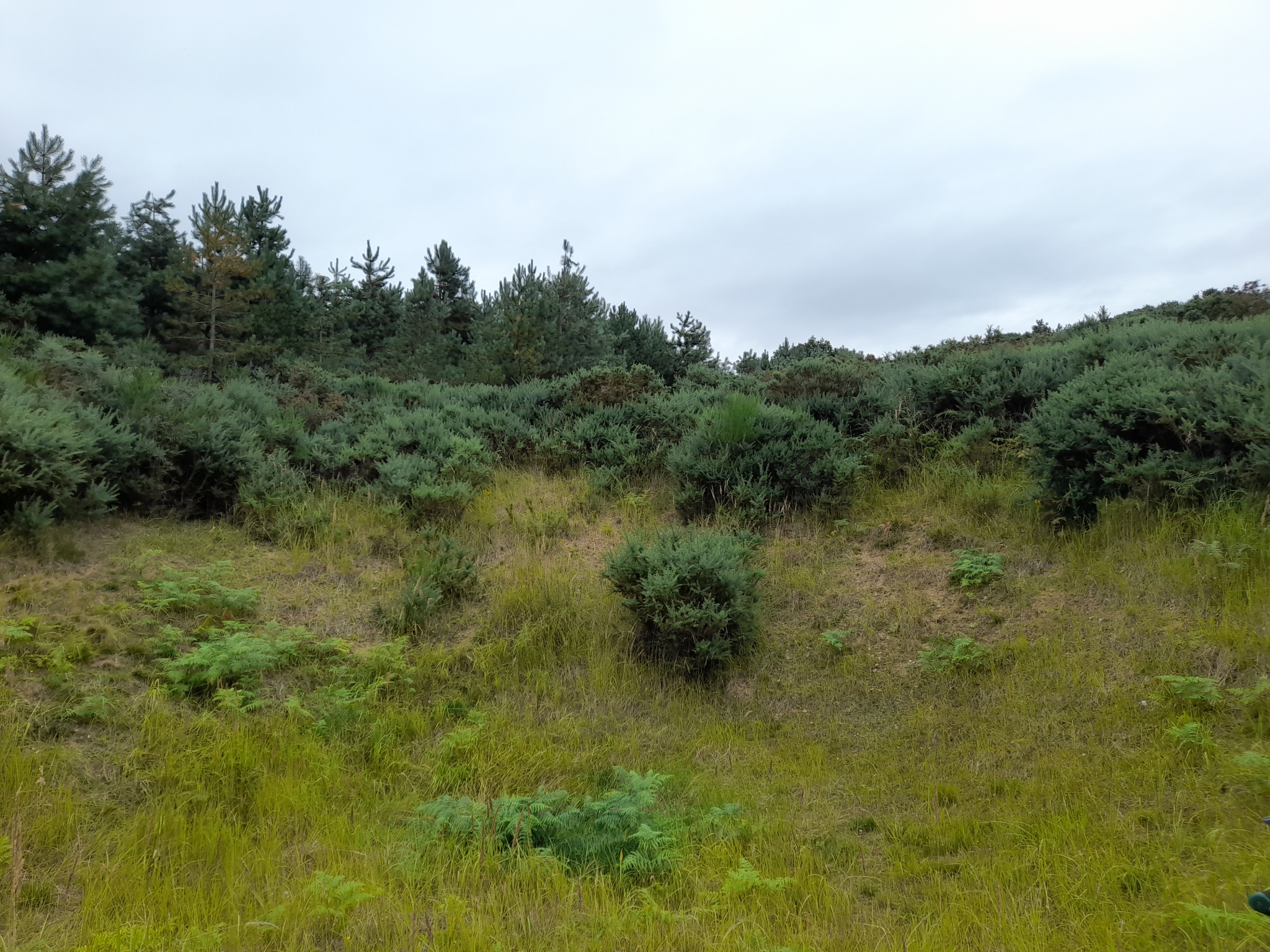 A photo from the FoTF Conservation Event - August 2021 - Maintenance tasks at Mildenhall Mugwort Pit & Mildenhall Warren Lodge : A shot of one of the slopes of Mildenhall Mugwort Pit