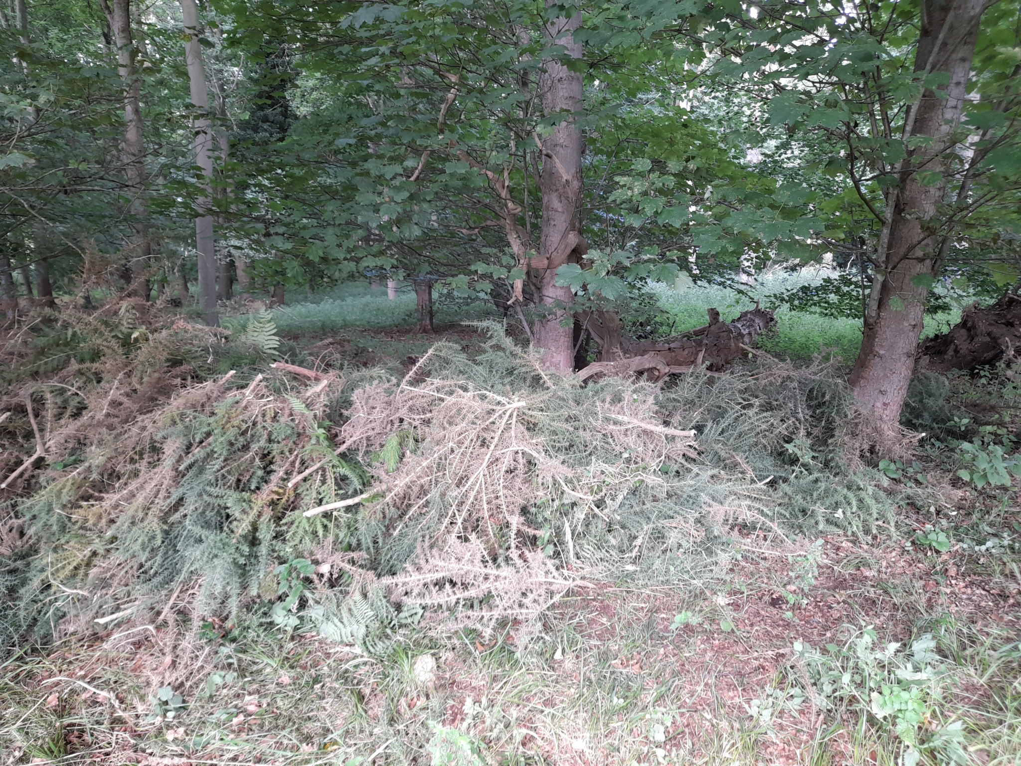 A photo from the FoTF Conservation Event - August 2021 - Maintenance tasks at Mildenhall Mugwort Pit & Mildenhall Warren Lodge : A pile of removed Gorse under the treeline