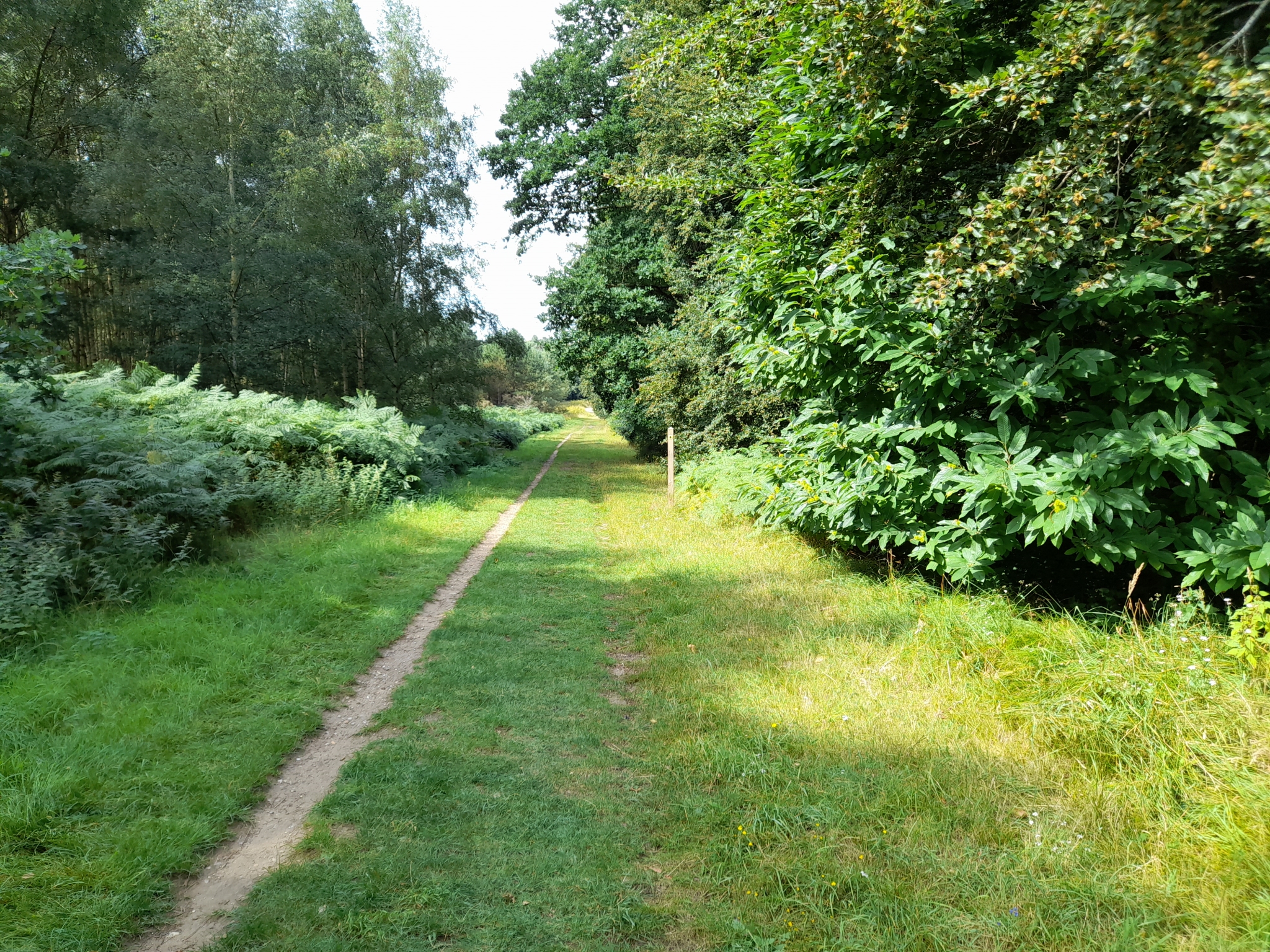 A photo from the FoTF Conservation Event - August 2021 - Maintenance tasks at Mildenhall Mugwort Pit & Mildenhall Warren Lodge : A shot of one of the footpaths on site
