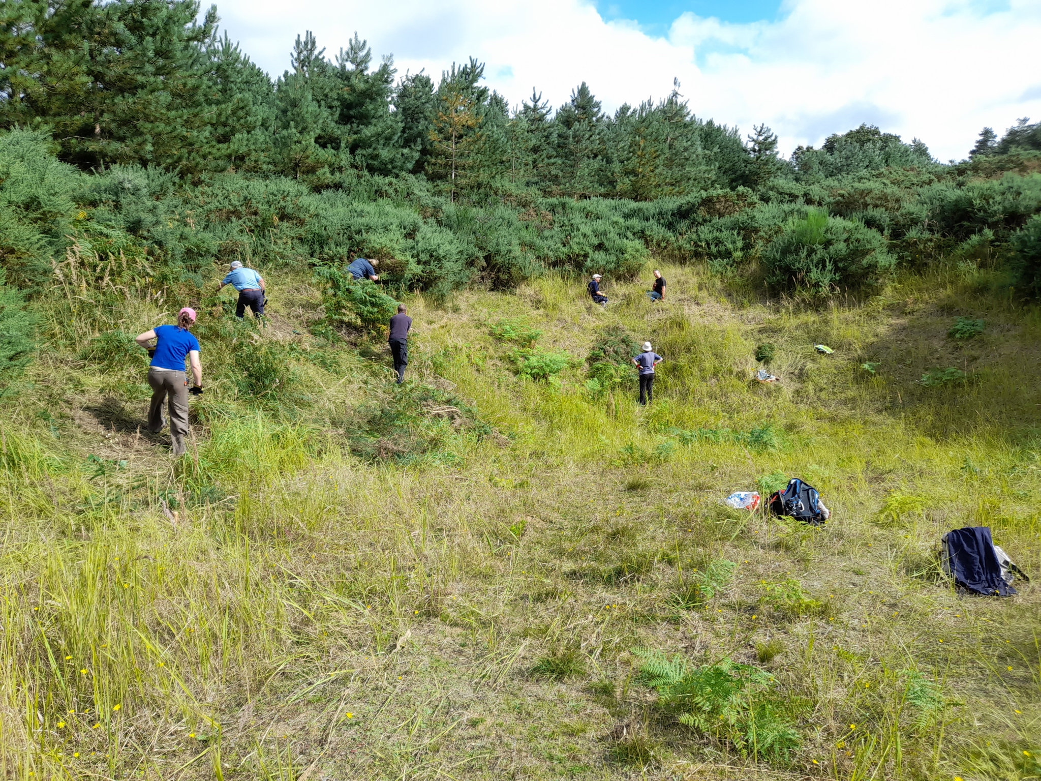A photo from the FoTF Conservation Event - August 2021 - Maintenance tasks at Mildenhall Mugwort Pit & Mildenhall Warren Lodge : Volunteers work on the slope of the Mugworth pit clearing Gorse and vegetation