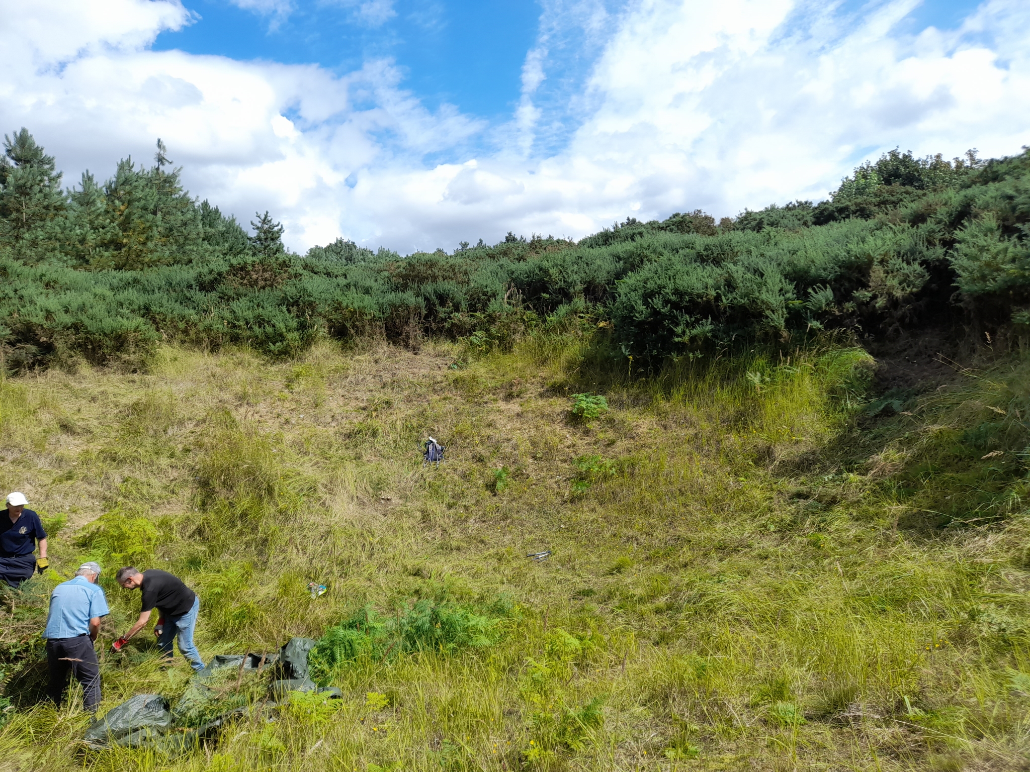 A photo from the FoTF Conservation Event - August 2021 - Maintenance tasks at Mildenhall Mugwort Pit & Mildenhall Warren Lodge : Volunteers tackle a clump of Gorse on the lower slopes of the Mugwort pit