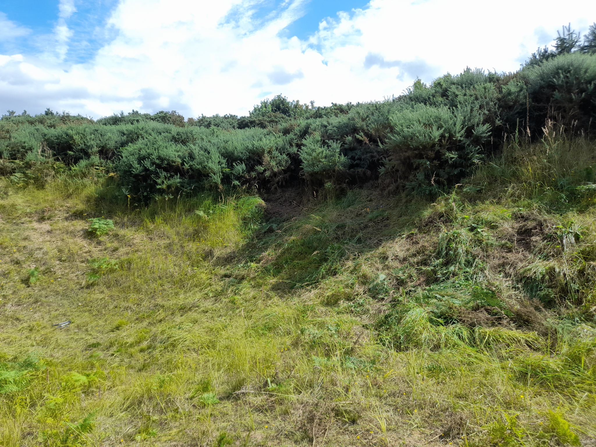A photo from the FoTF Conservation Event - August 2021 - Maintenance tasks at Mildenhall Mugwort Pit & Mildenhall Warren Lodge : A shot of one of the slopes of the Mugwort pit where it is clear the impact the volunteers efforts have made