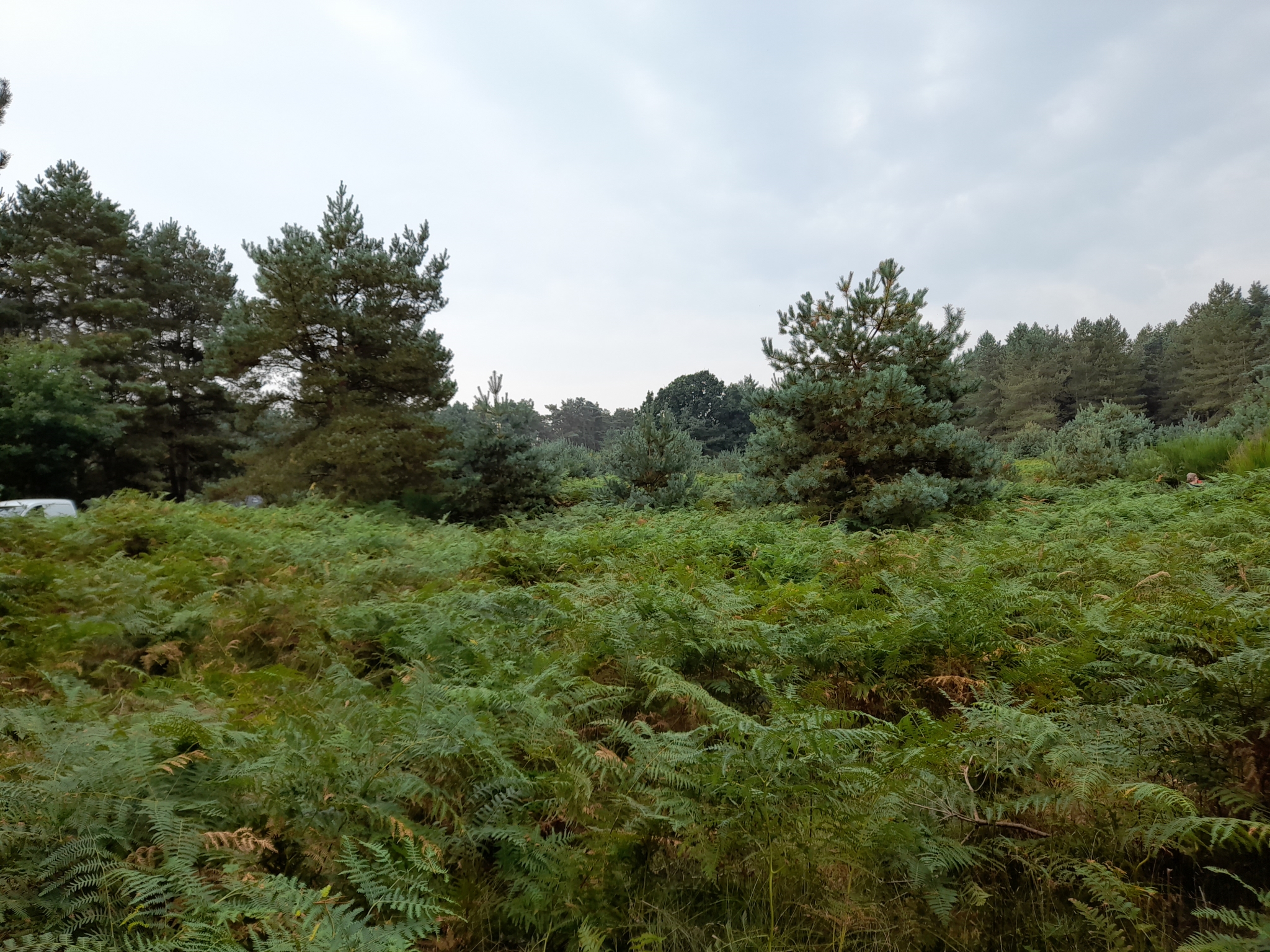 A photo from the FoTF Conservation Event - September 2021 - Brash Clearance at the Goshwak Trail : Looking out from the Goshawk Trail into a large patch of Bracken
