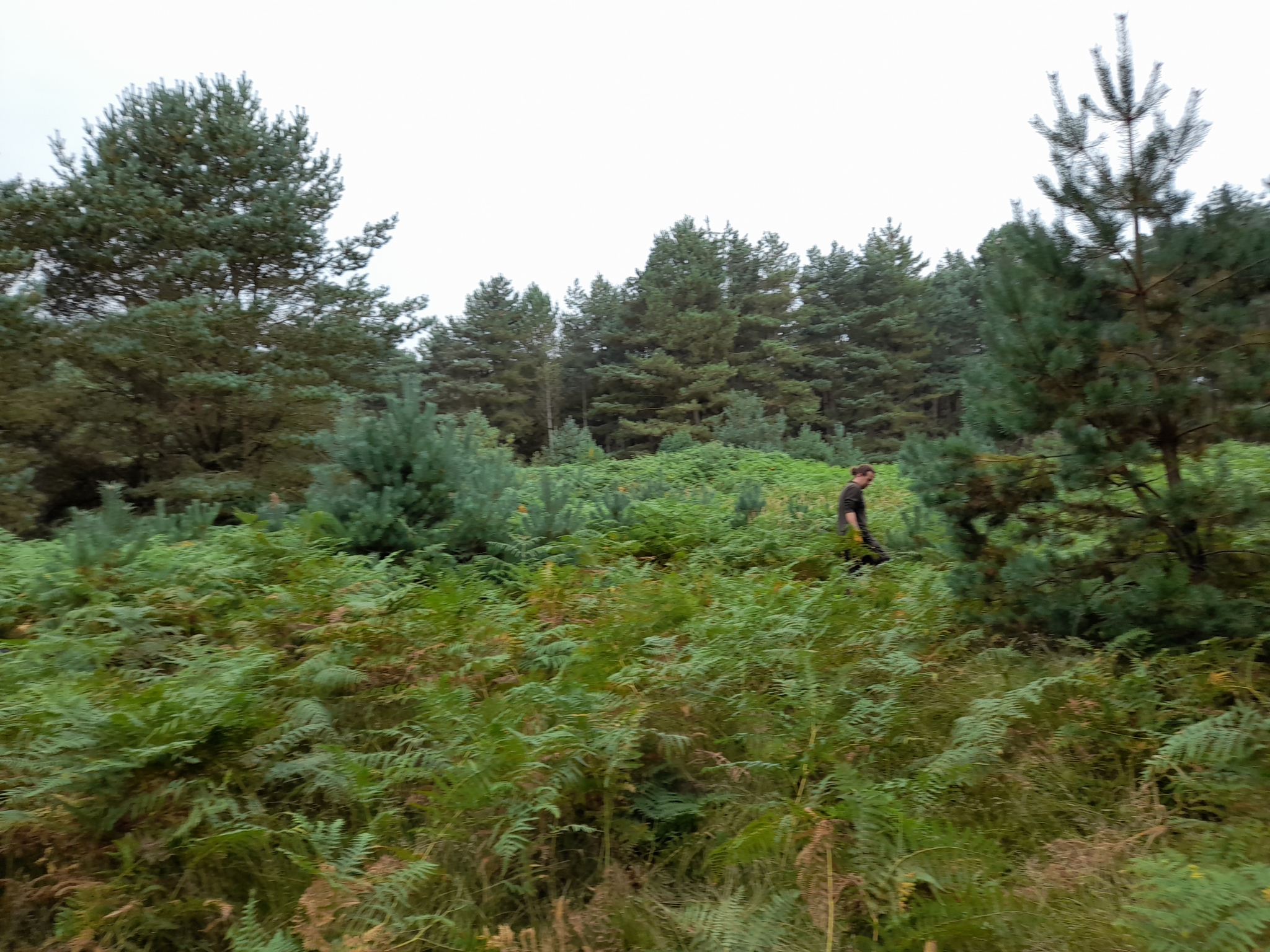 A photo from the FoTF Conservation Event - September 2021 - Brash Clearance at the Goshwak Trail : A volunteer walks amongst a large patch of Bracken