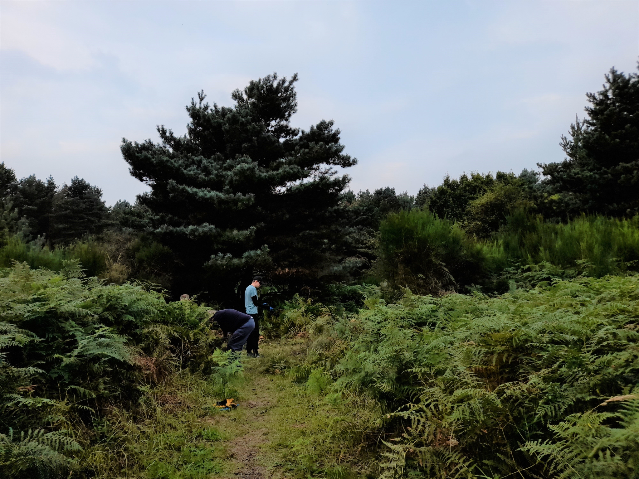 A photo from the FoTF Conservation Event - September 2021 - Brash Clearance at the Goshwak Trail : Volunteers work to clear Bracken on the Goshawk Trail