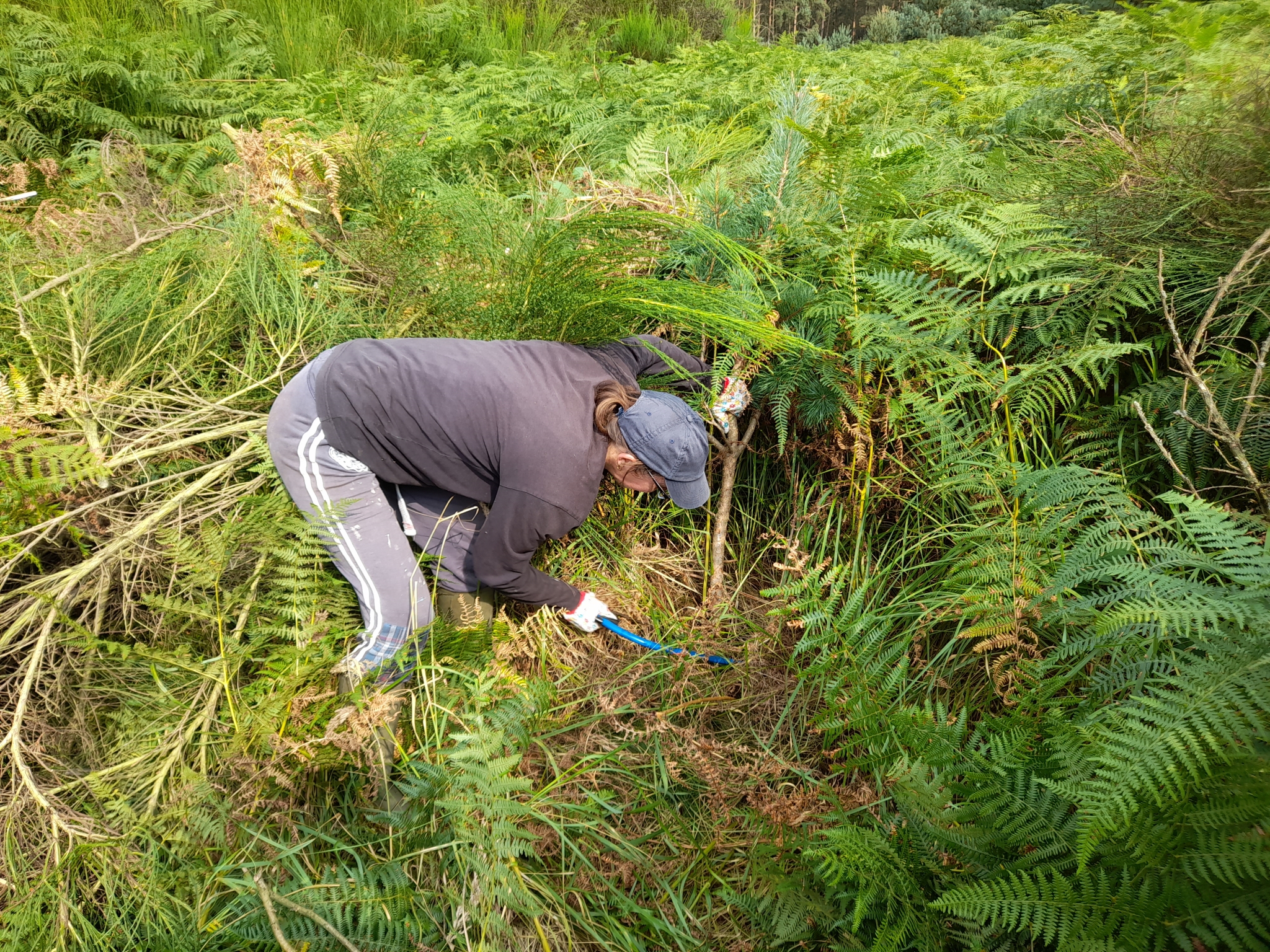 A photo from the FoTF Conservation Event - September 2021 - Brash Clearance at the Goshwak Trail : A volunteer bends down and uses a tool to cut some Bracken