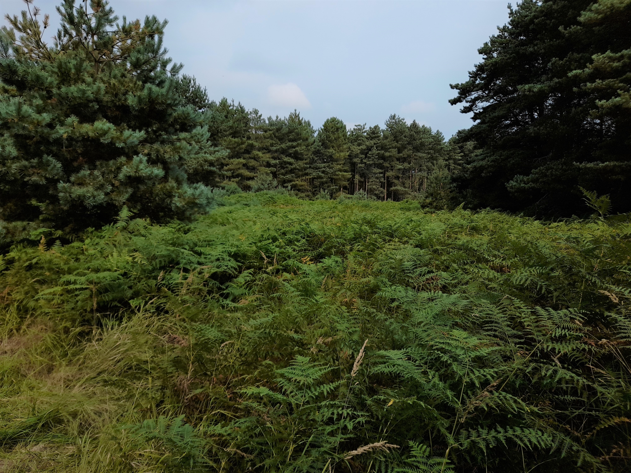 A photo from the FoTF Conservation Event - September 2021 - Brash Clearance at the Goshwak Trail : Looking out from the Goshawk Trail into a large patch of Bracken