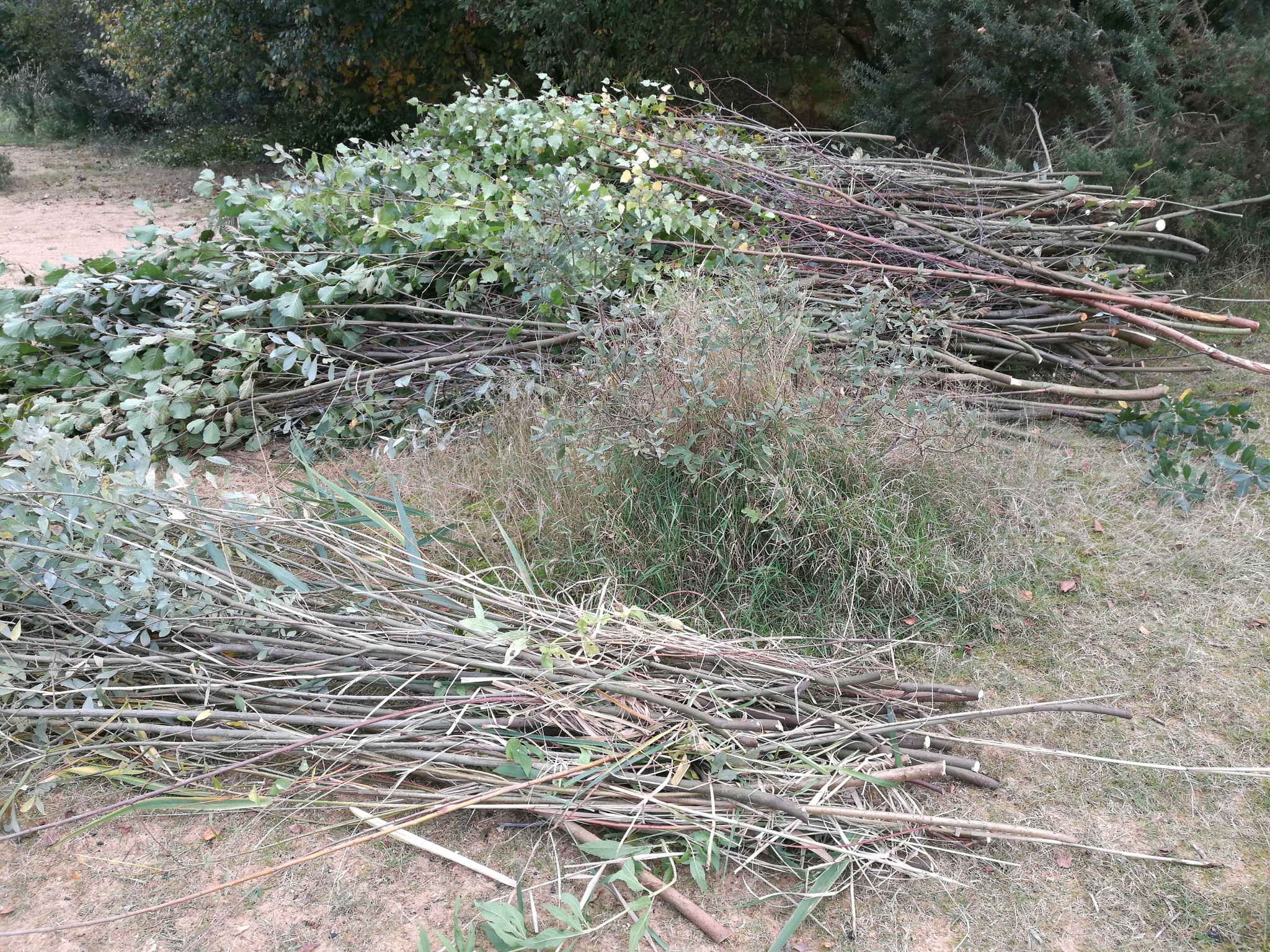 A photo from the FoTF Conservation Event - October 2021 - Coppicing and collecting material for wildlife screen : A large pile of the vegetation removed by the volunteers lays on the ground