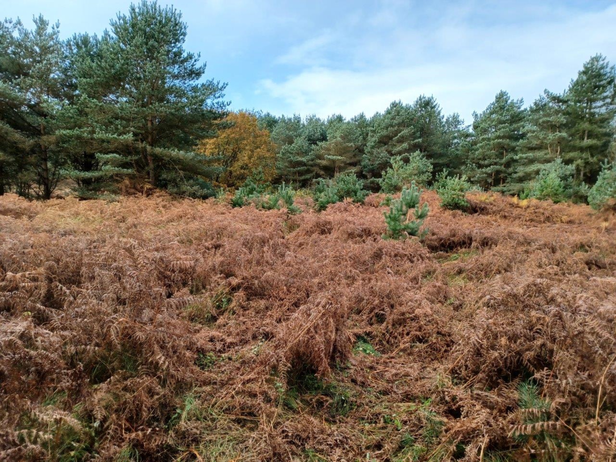 A photo from the FoTF Conservation Event - November 2021 - Self set tree removal and wildlife screen repair : A view out from the screen showing a large patch of dying Bracken