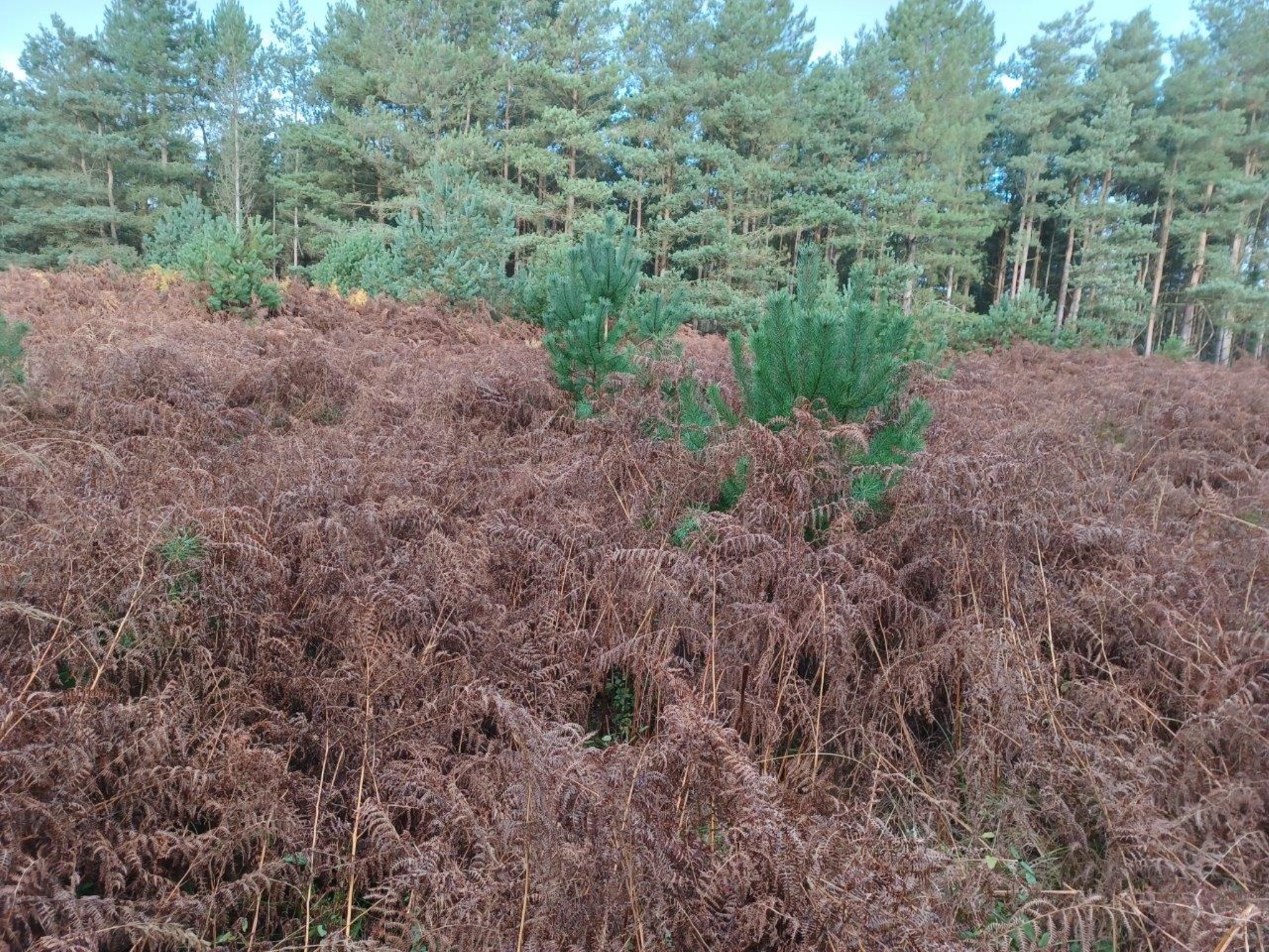 A photo from the FoTF Conservation Event - November 2021 - Self set tree removal and wildlife screen repair : A view out from the screen showing a large patch of dying Bracken