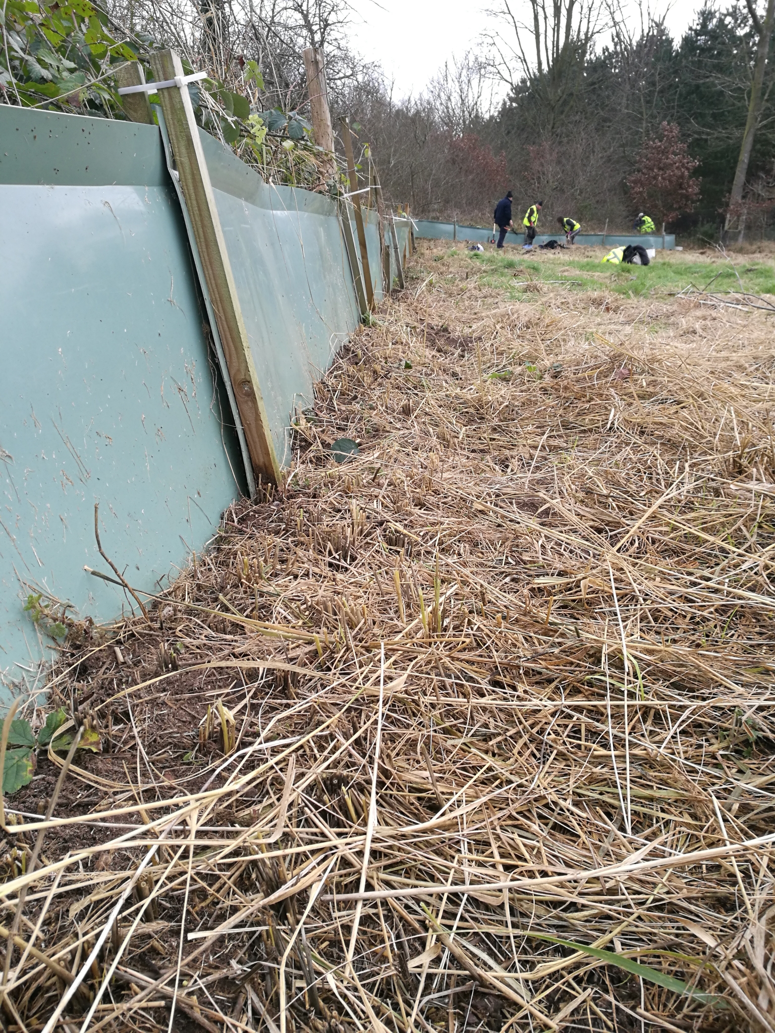 A photo from the FoTF Conservation Event - January 2022 - Erection of toad fence : A section of the toad fence, with volunteers working in the background