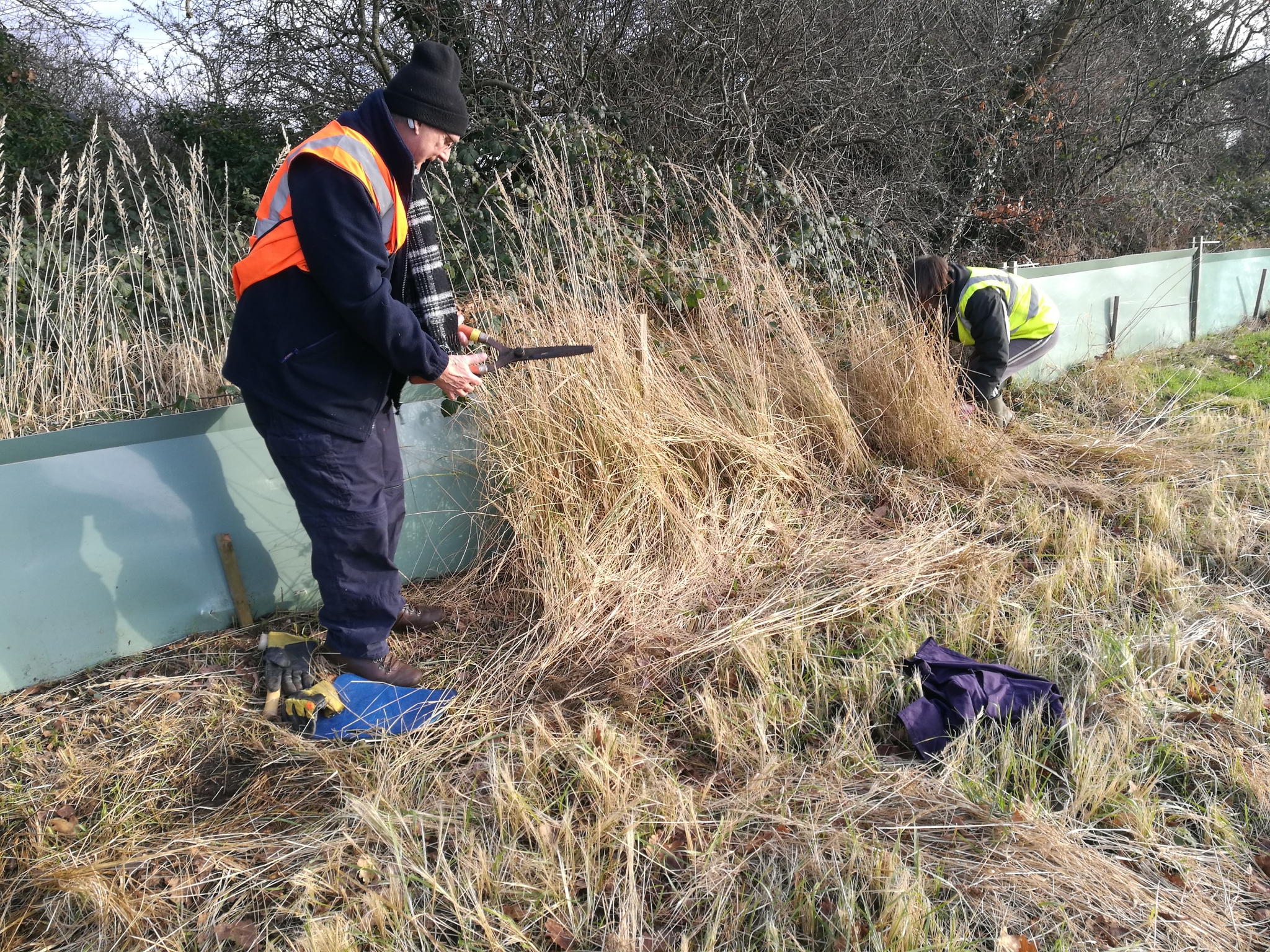 A photo from the FoTF Conservation Event - January 2022 - Erection of toad fence : A volunteer holds a pair of shears ready to cut down long grass from around the toad fence